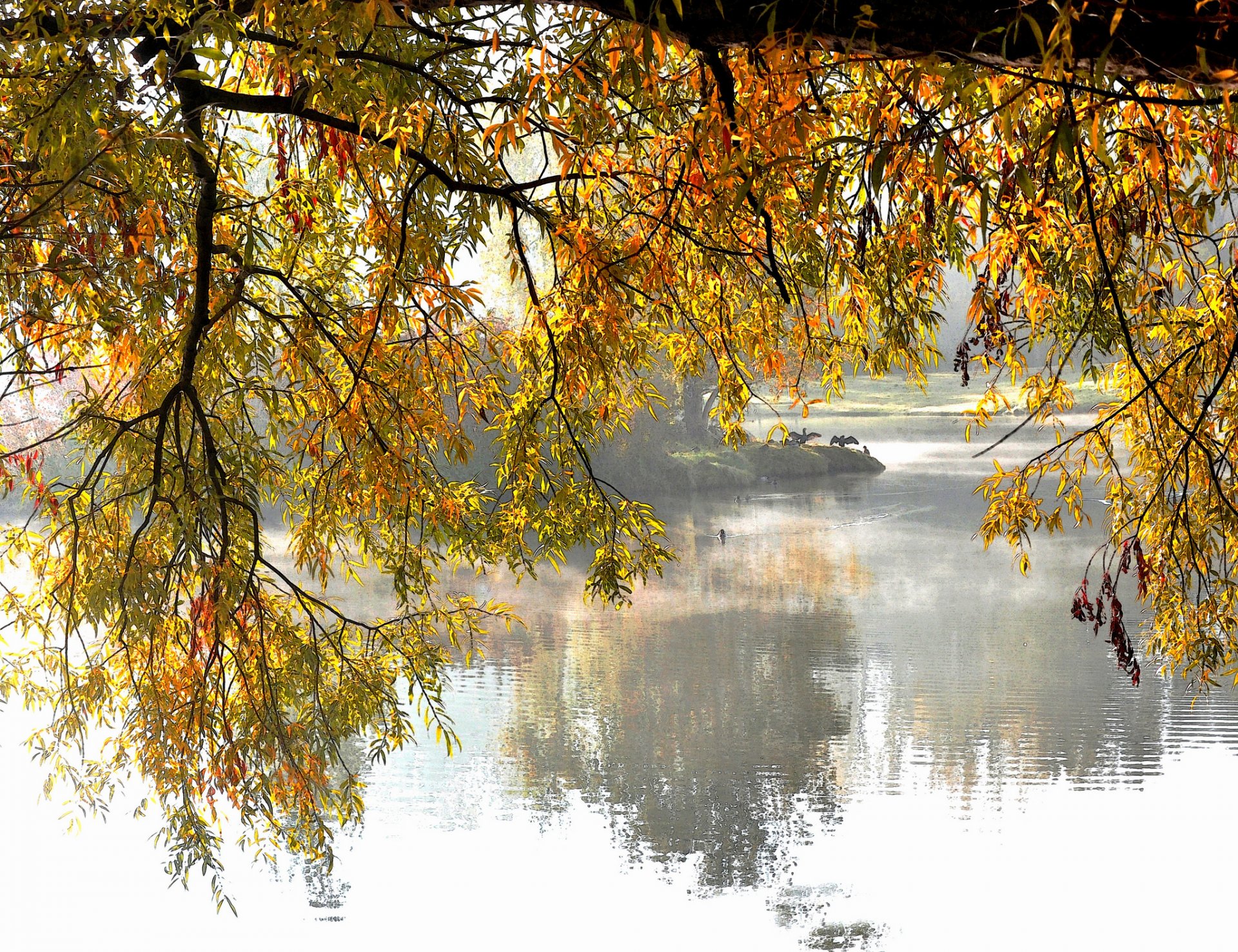 park see bäume zweige herbst