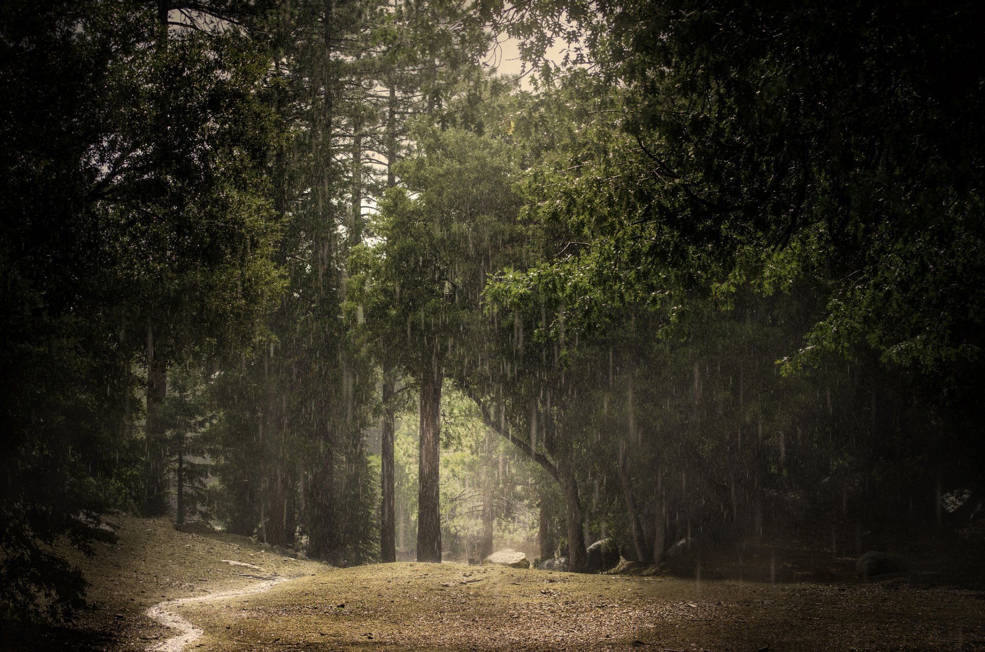 sommer wald regen