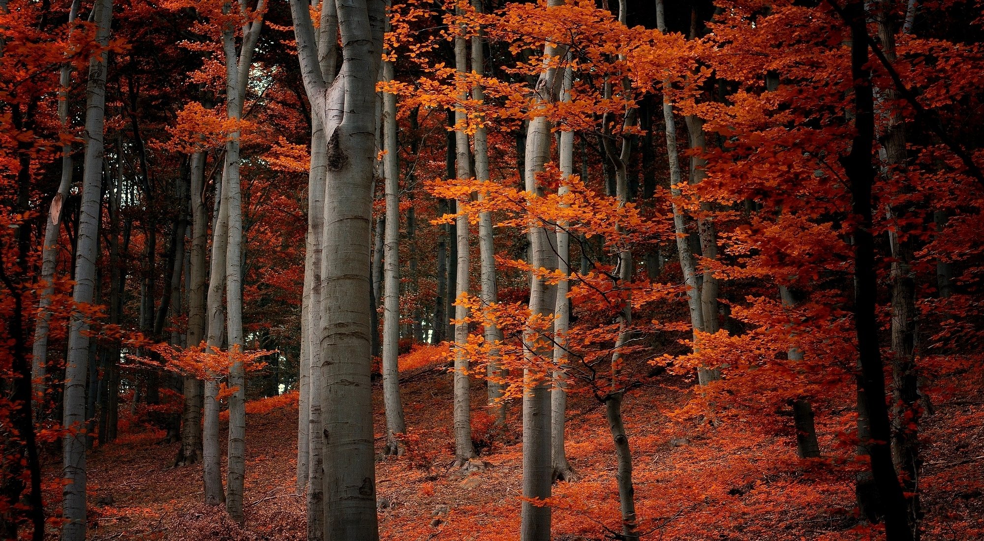 nature forest tree branches leaves orange autumn