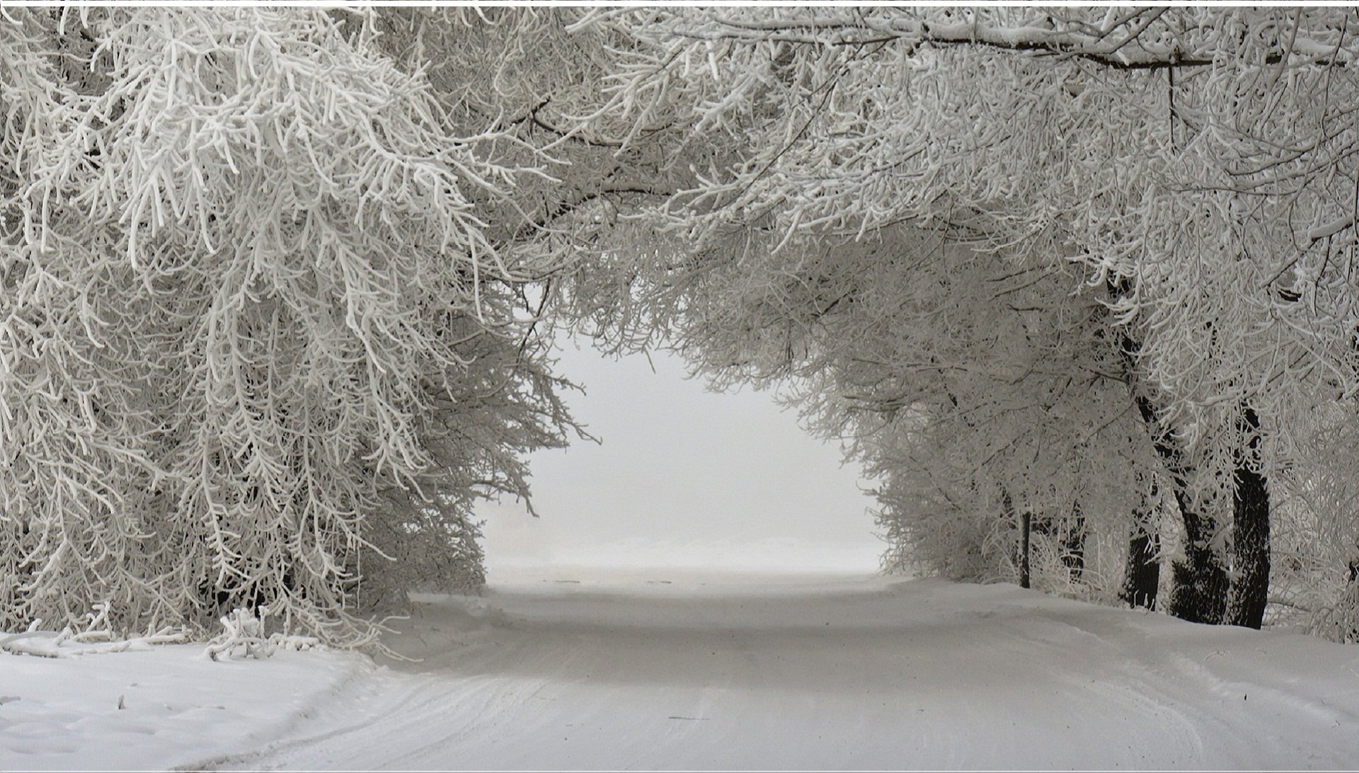 paysage d hiver arbres dans la neige route enneigée neige arbres paysage hiver