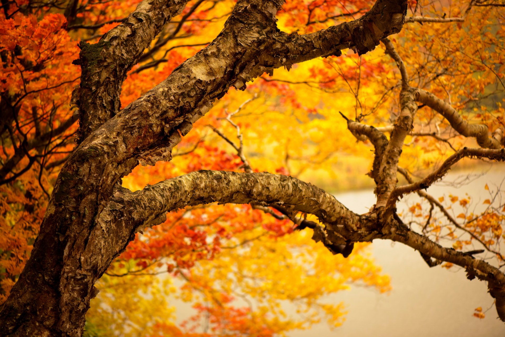 arbre tronc branches feuilles jaune automne