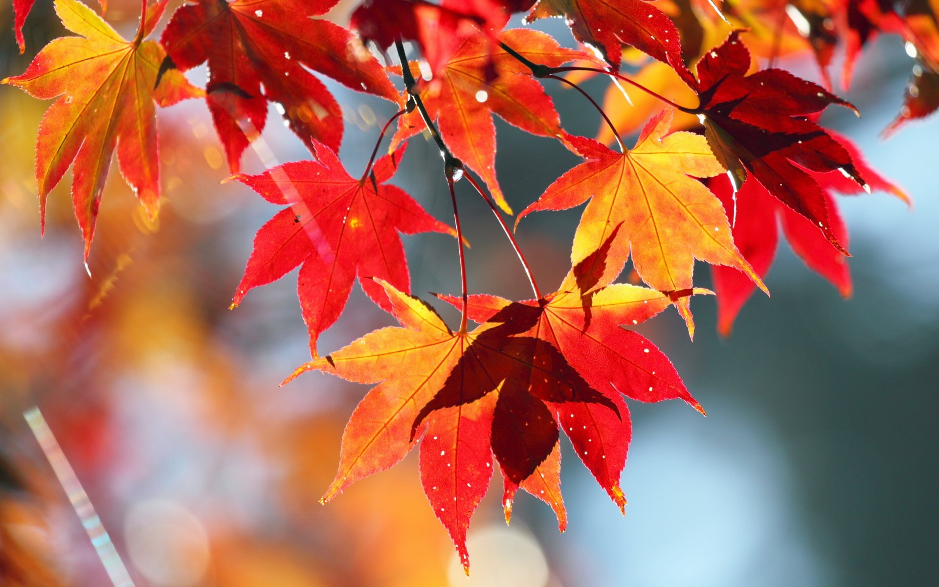 automne feuilles nature