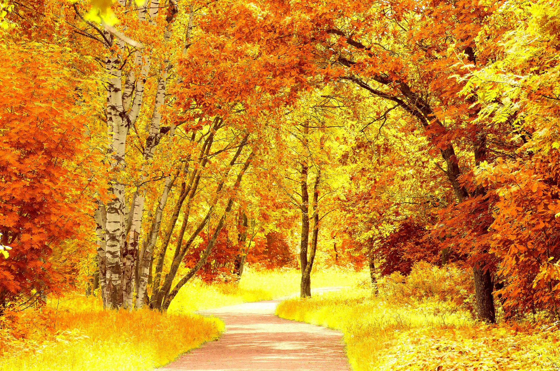 autumn tree leaves yellow orange road path nature landscape