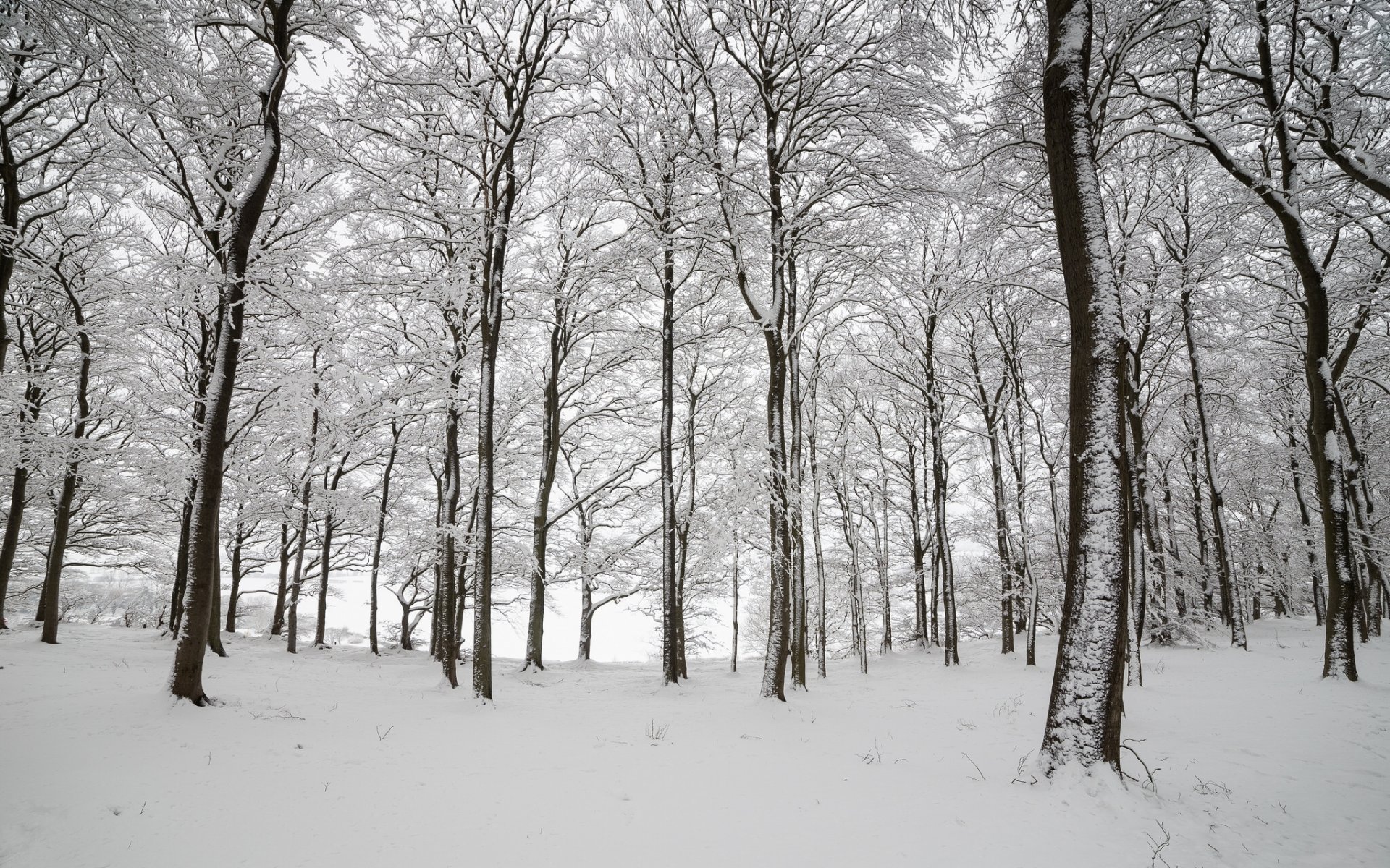 england forest tree snow winter