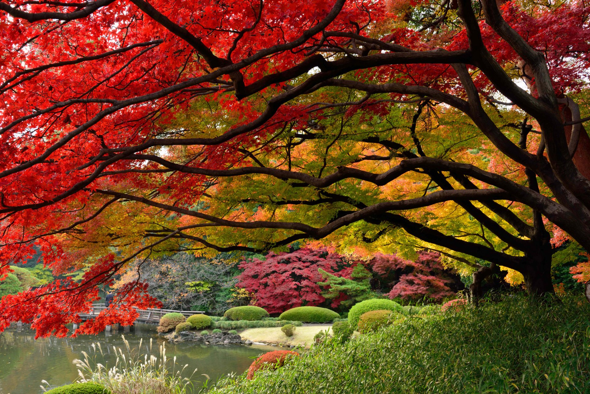 japan tokio japanischer garten herbstfarben dezember