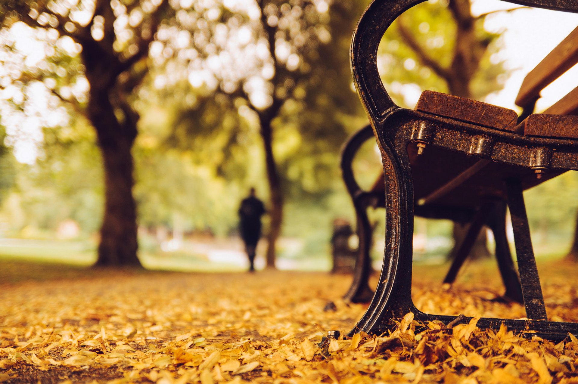 banc banc banc banc arbres parc silhouette feuilles jaune automne nature