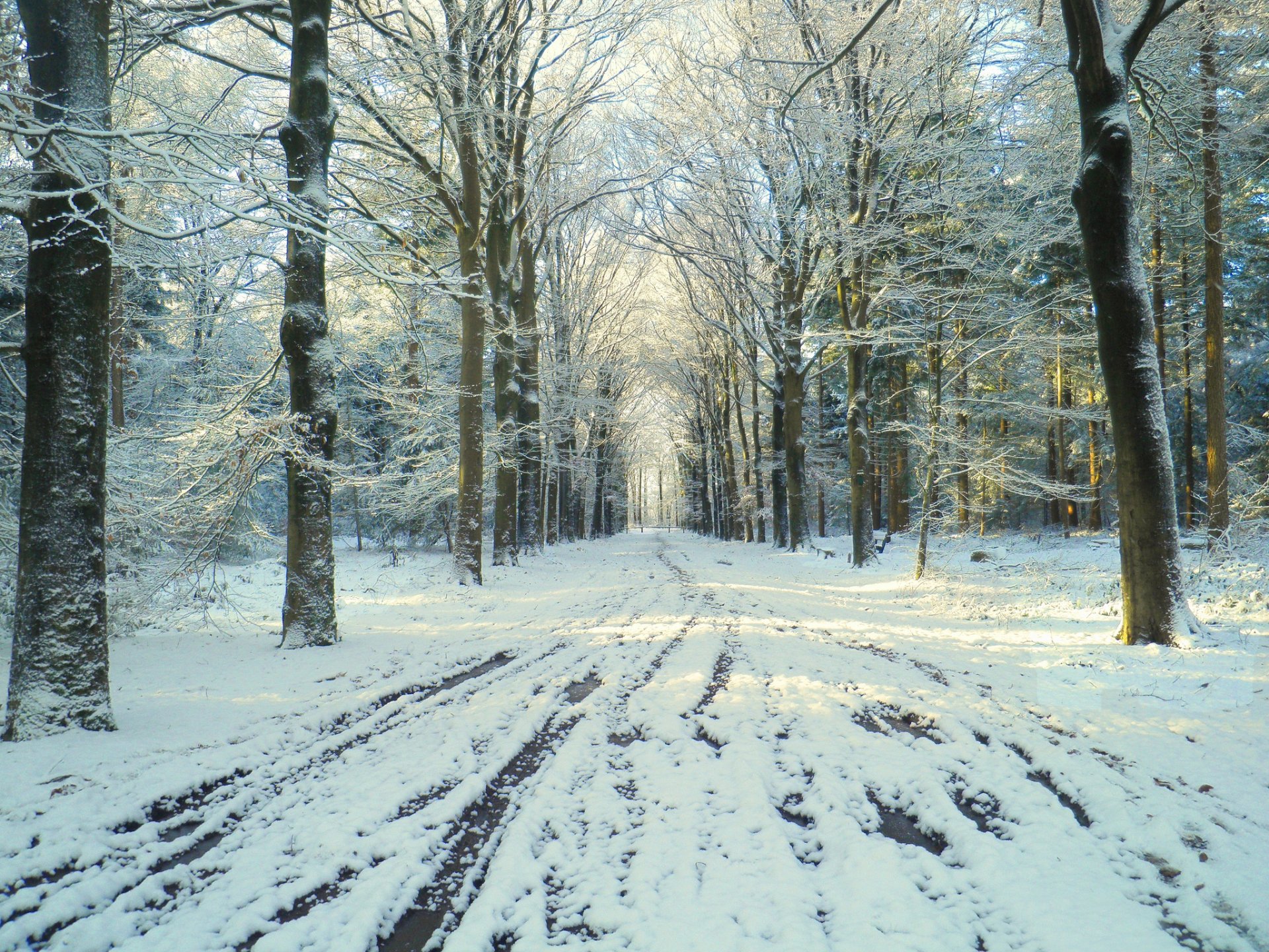 inverno parco strada neve disgelo