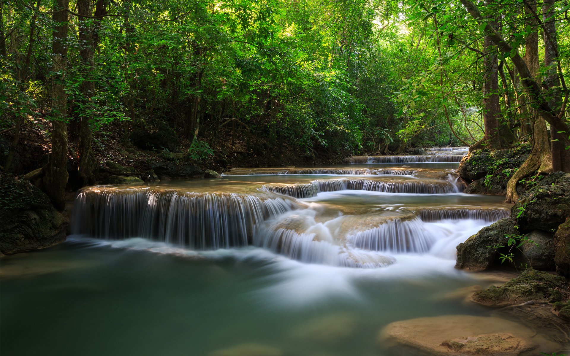 forest tree waterfalls river green