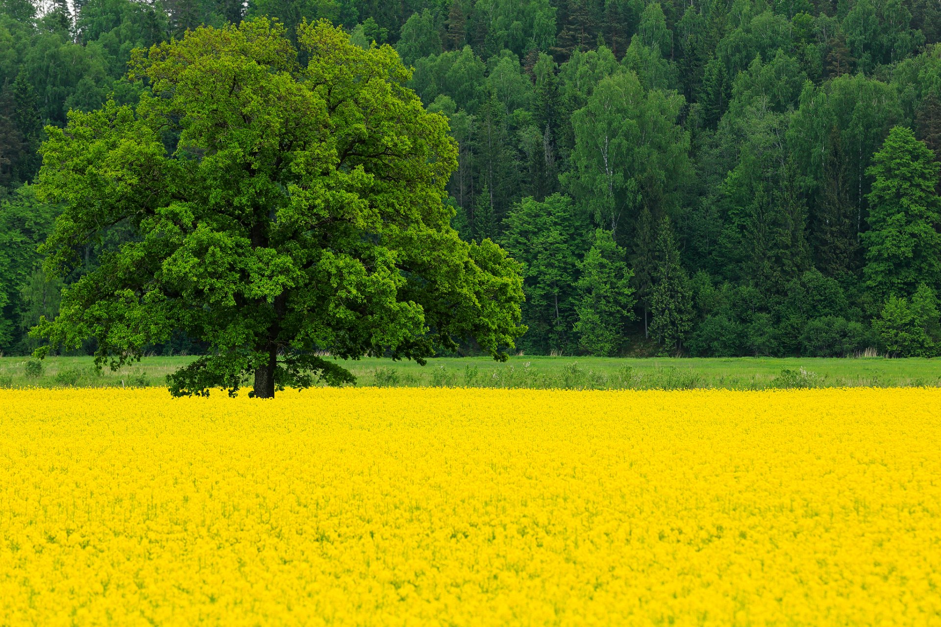 natura wiosna maj pole rzepak kwiaty drzewo dąb drzewa las