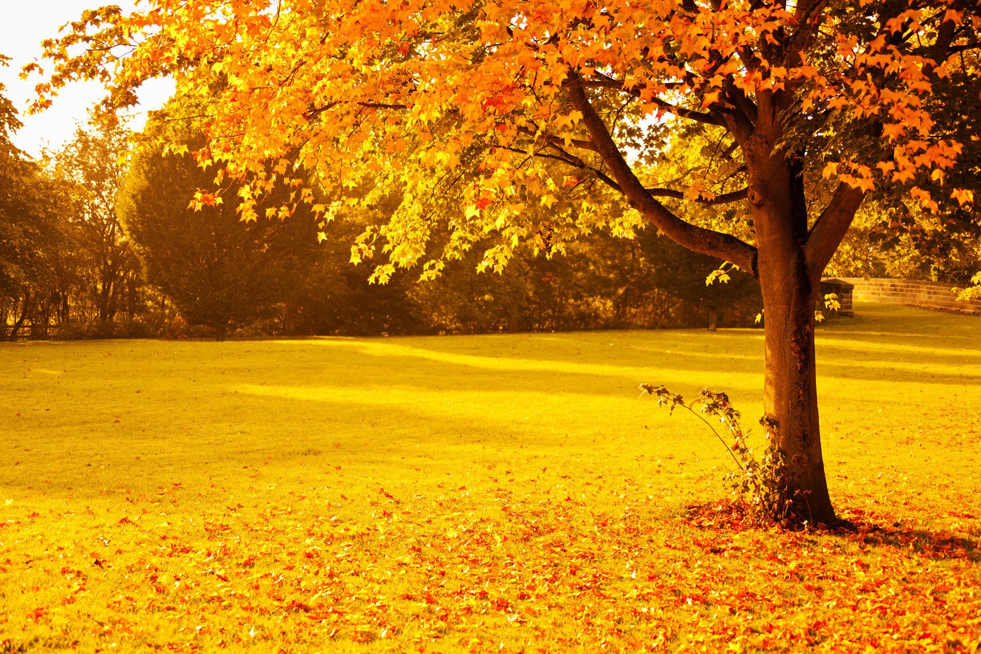 nature automne arbres feuillage parc