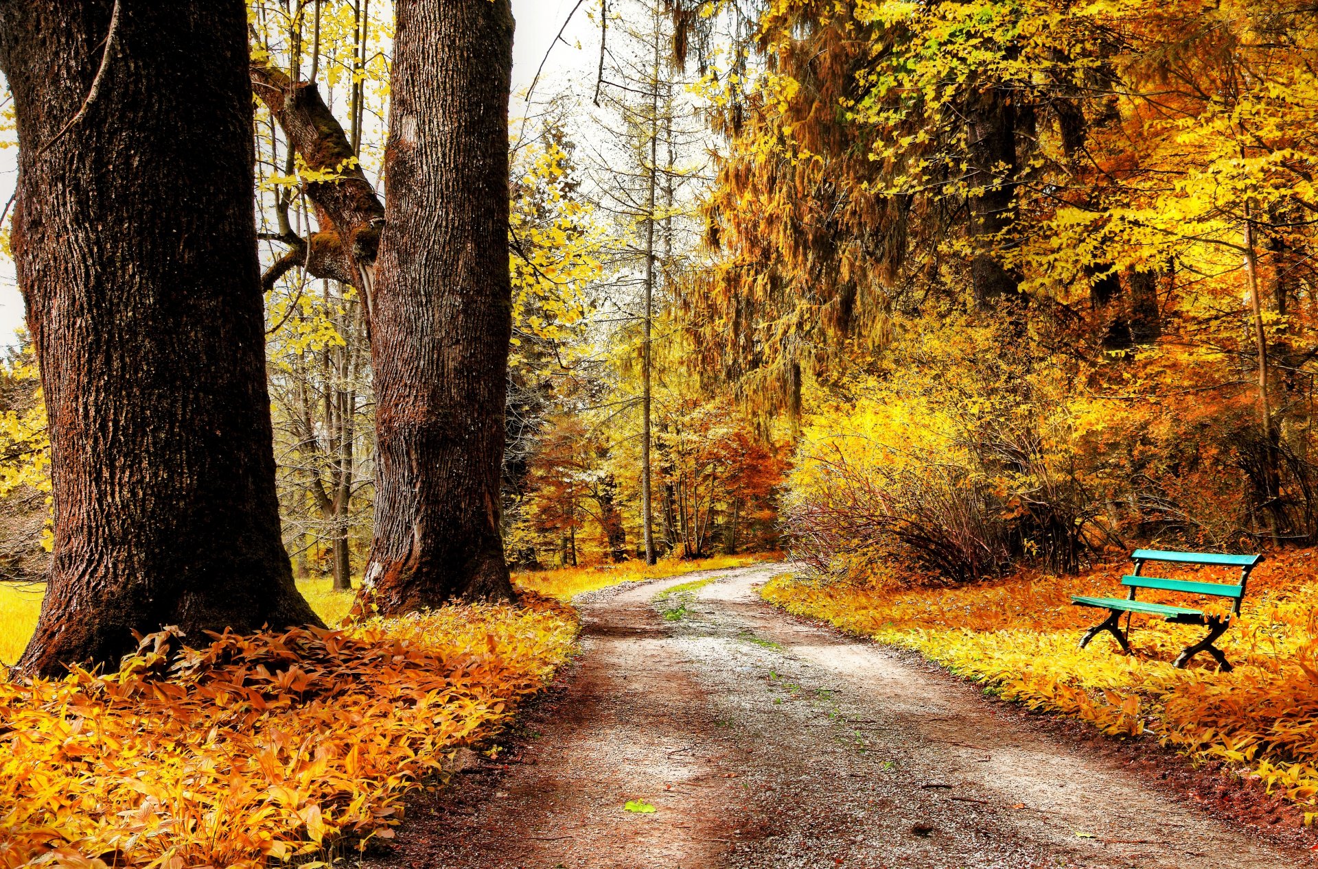 jesień park natura drzewa krzewy liście żółte droga ławka ławka ławka ławka