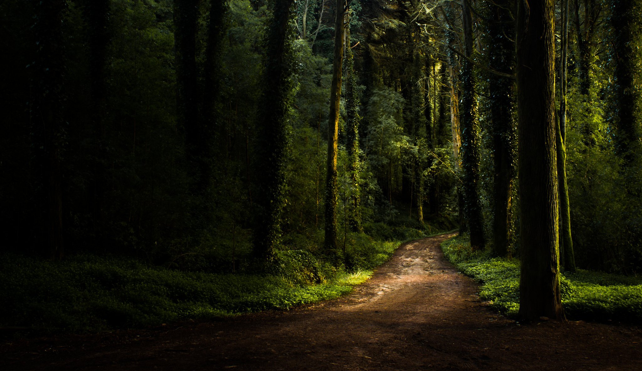 verano bosque camino