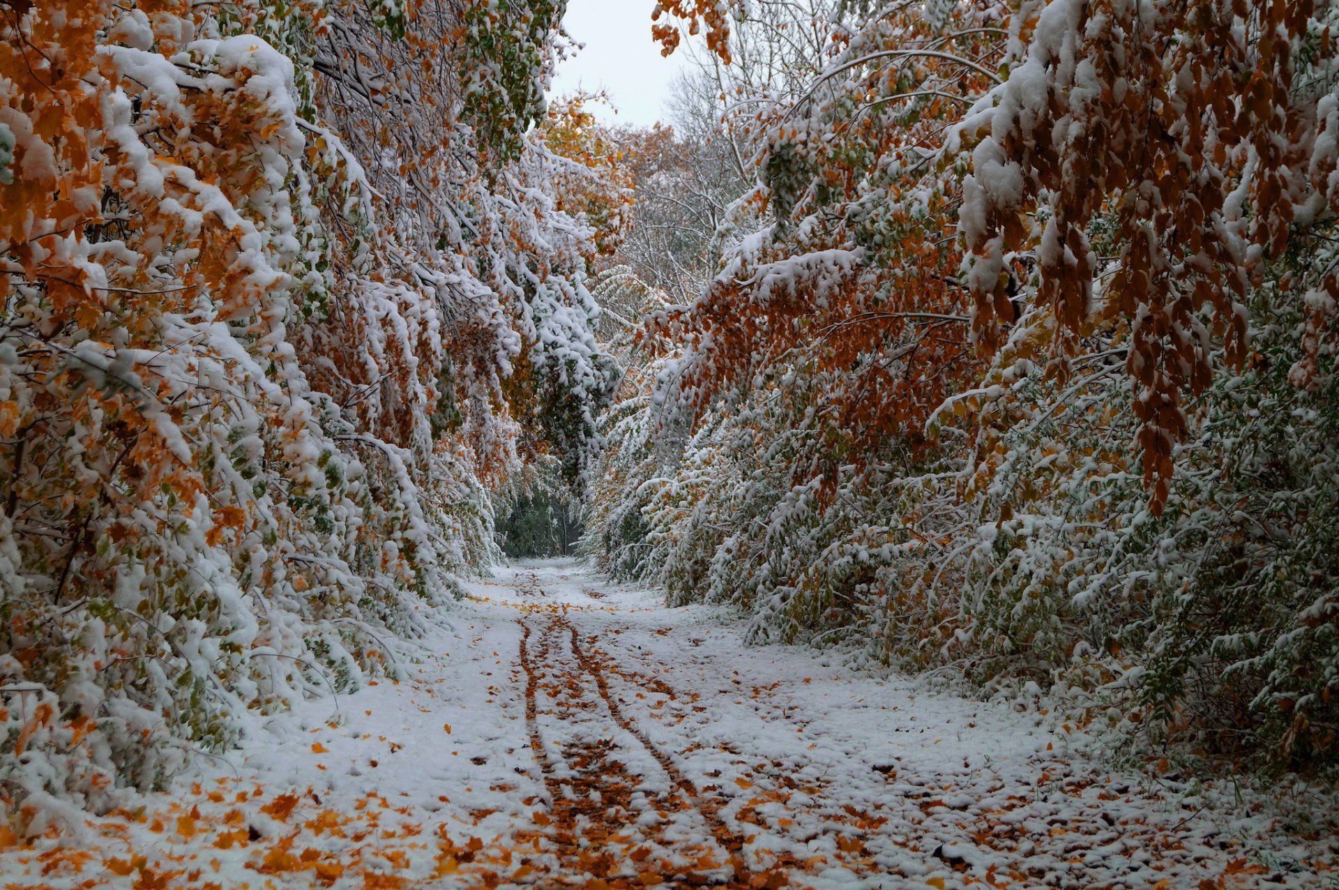 arbres feuilles automne octobre première neige route