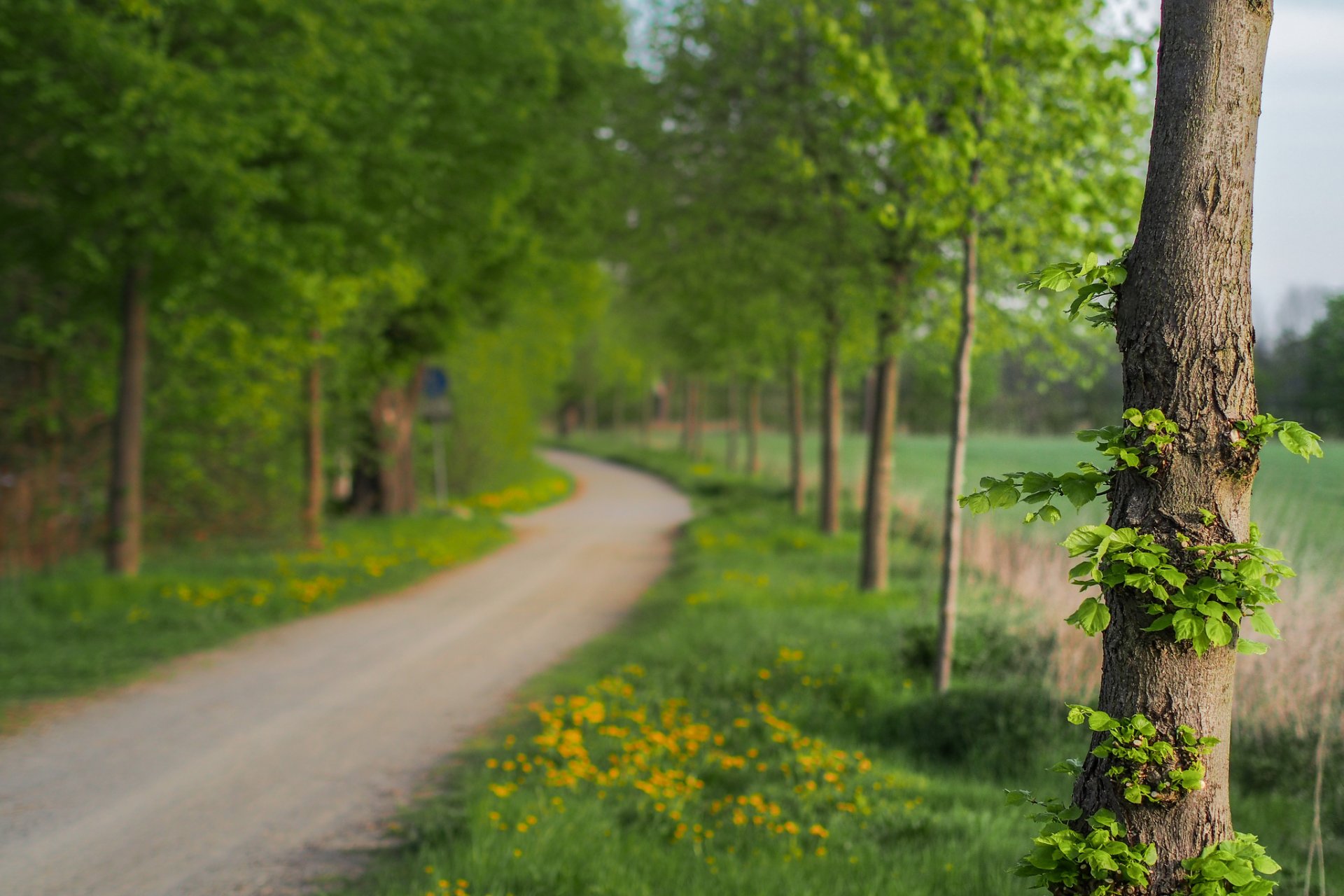 nature macro tree trees leaves leaves green flowers flowers path path blur background wallpaper widescreen fullscreen widescreen widescreen