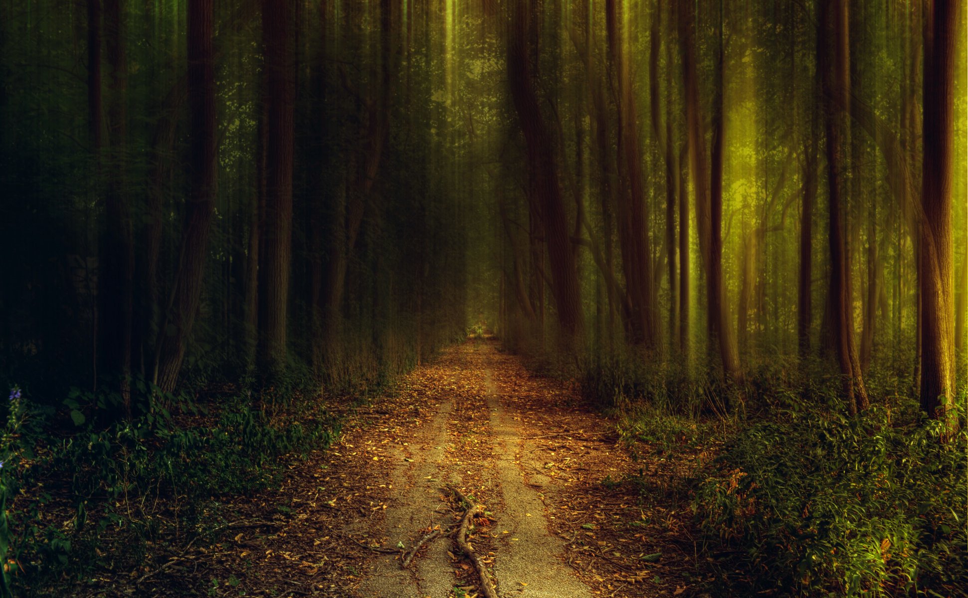 bosque naturaleza tarde otoño camino camino vegetación luz árboles arbustos hierba