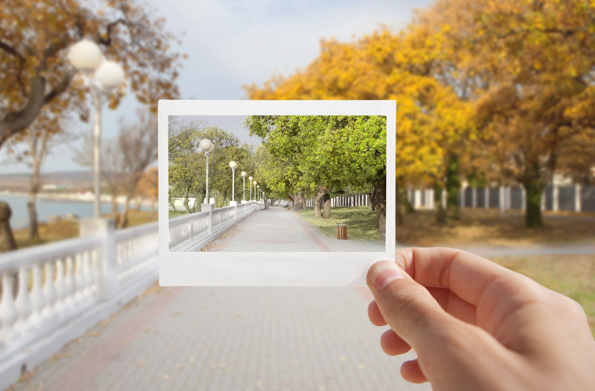 natura drzewa drzewo liście listki liście park zdjęcie migawka ręka tło tapeta panoramiczny pełny ekran panoramiczny