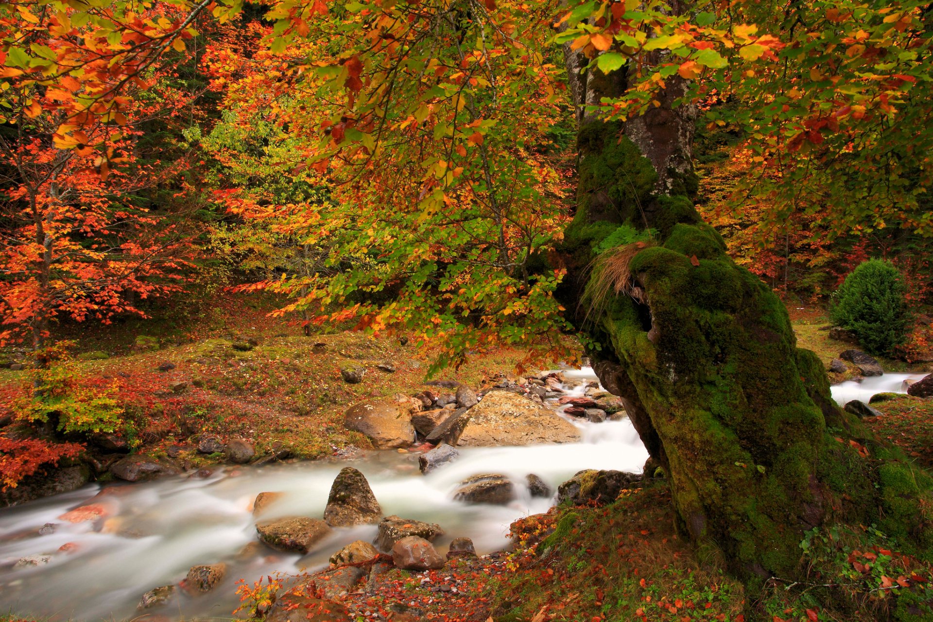 nature automne rivière arbre mousse feuillage peintures