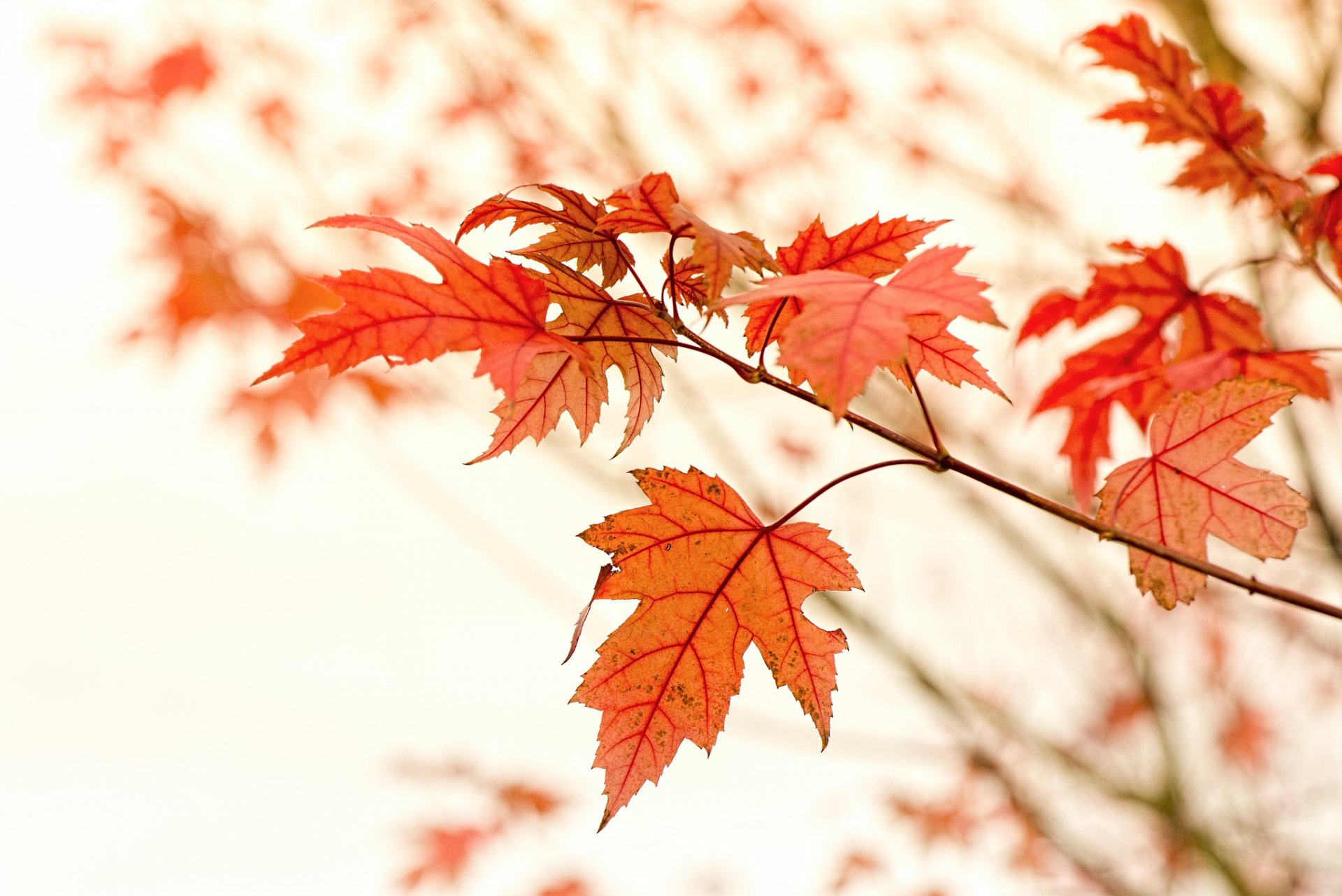 maple branch leaves red autumn