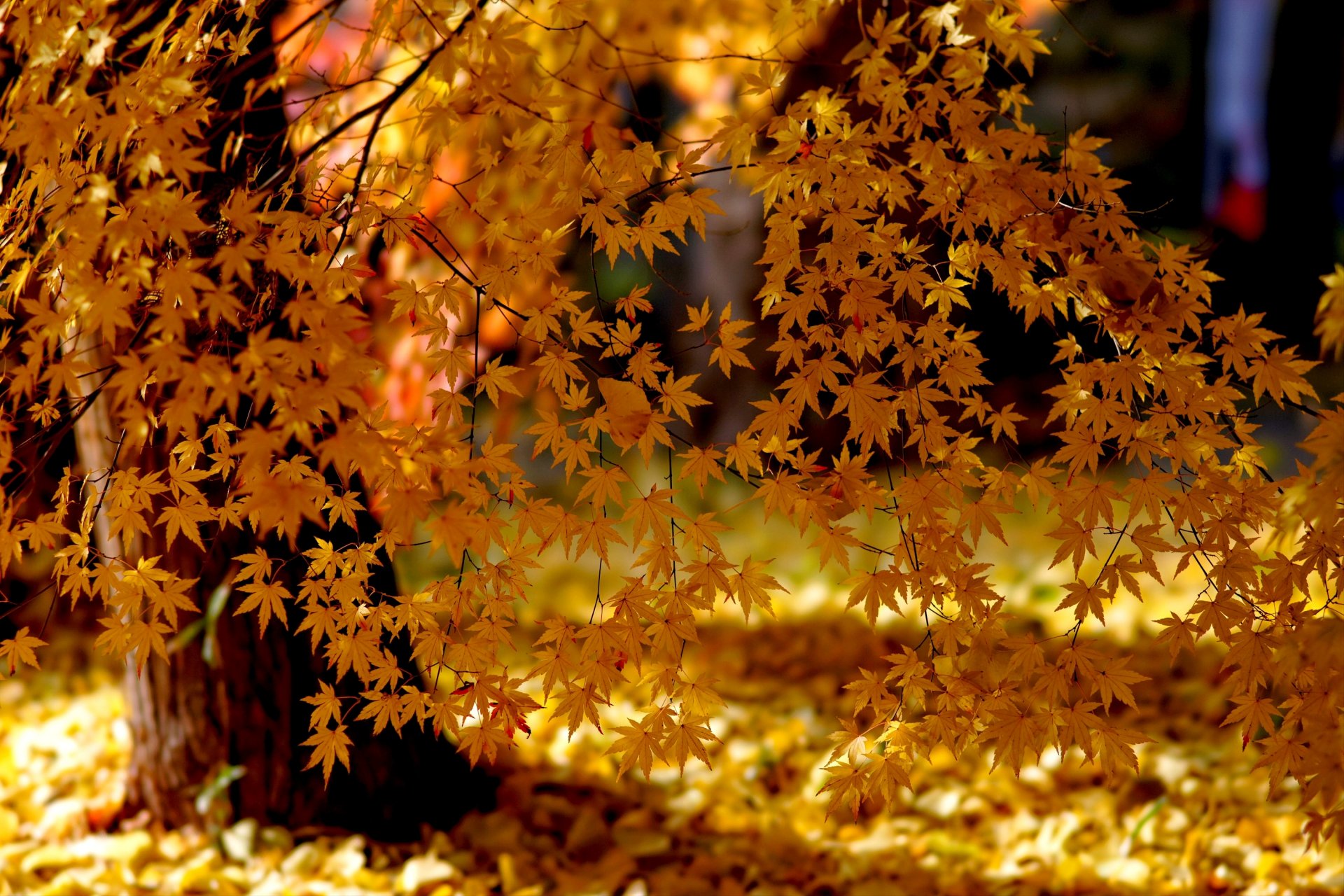 naturaleza otoño árboles hojas luz