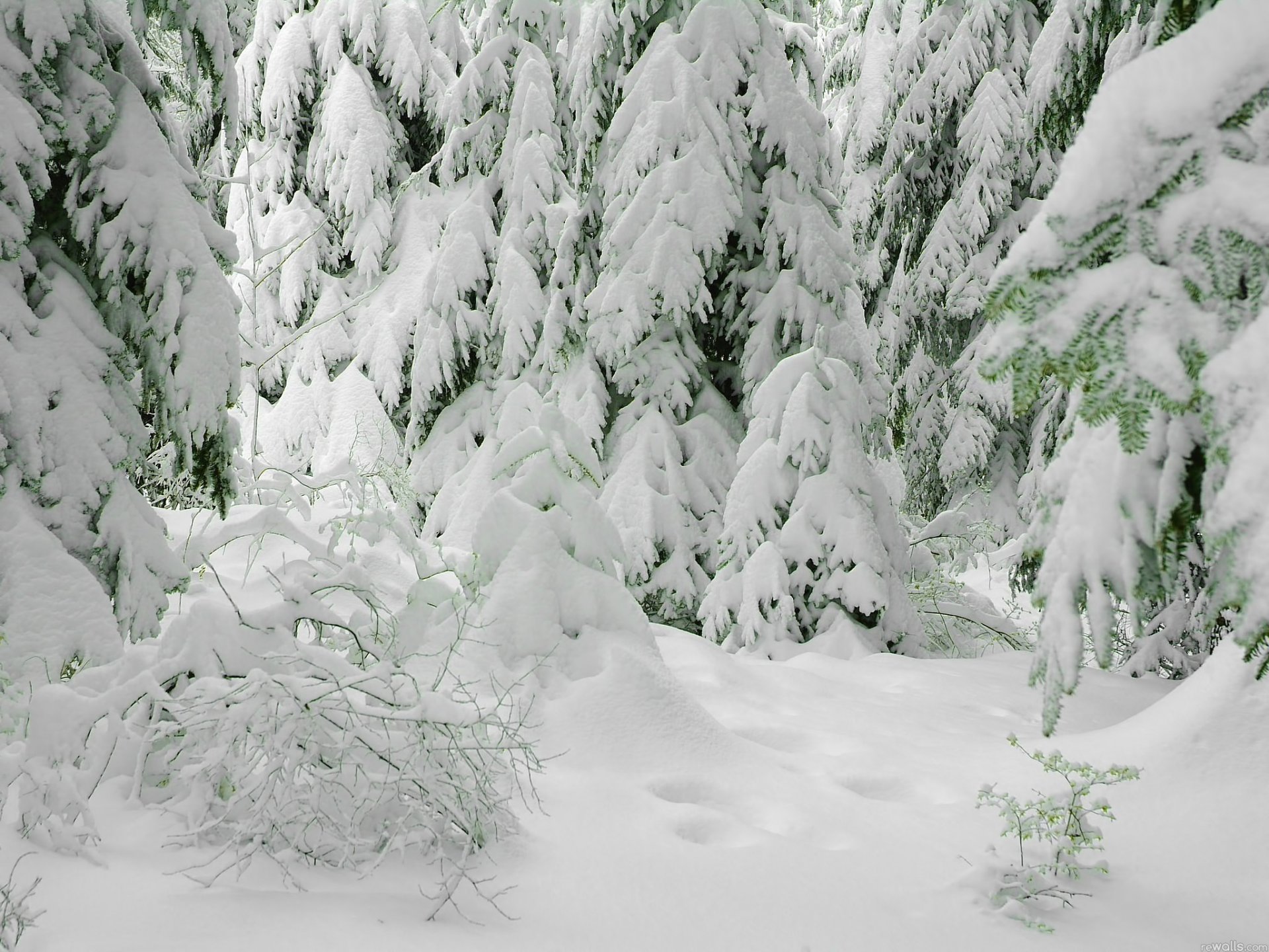 winter weihnachtsbäume schnee