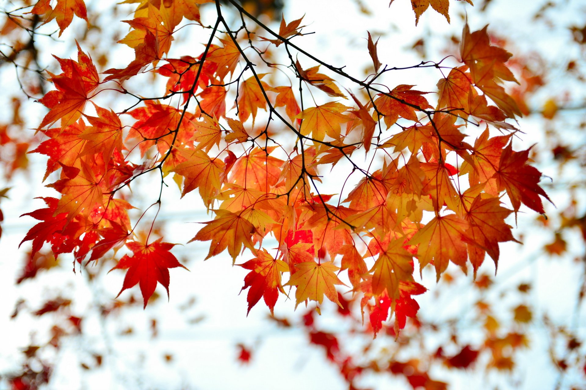 herbst zweig blätter rot ahorn