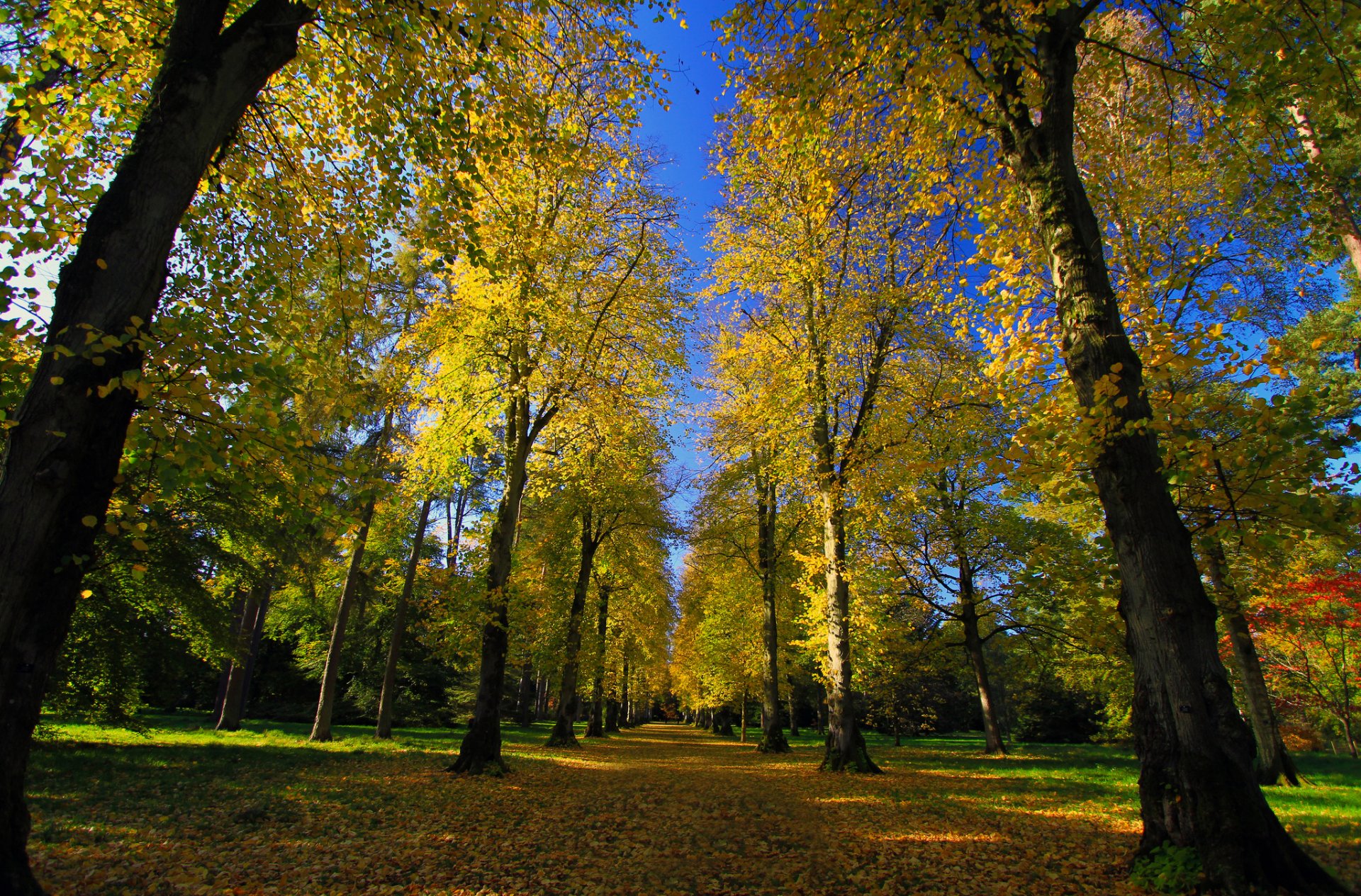 parc arboretum route allée automne