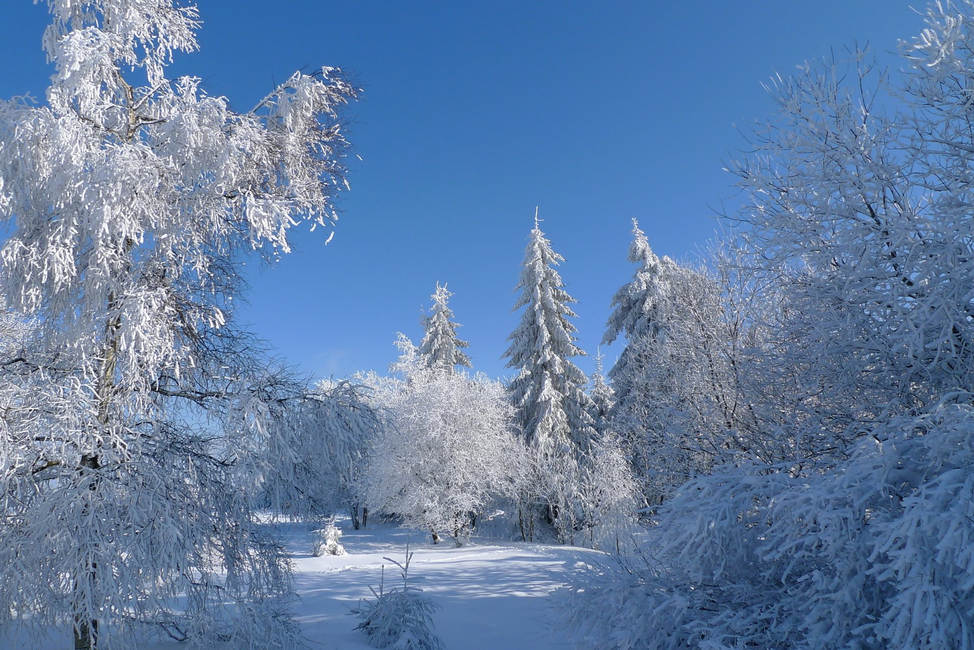 winter snow tree frost sky