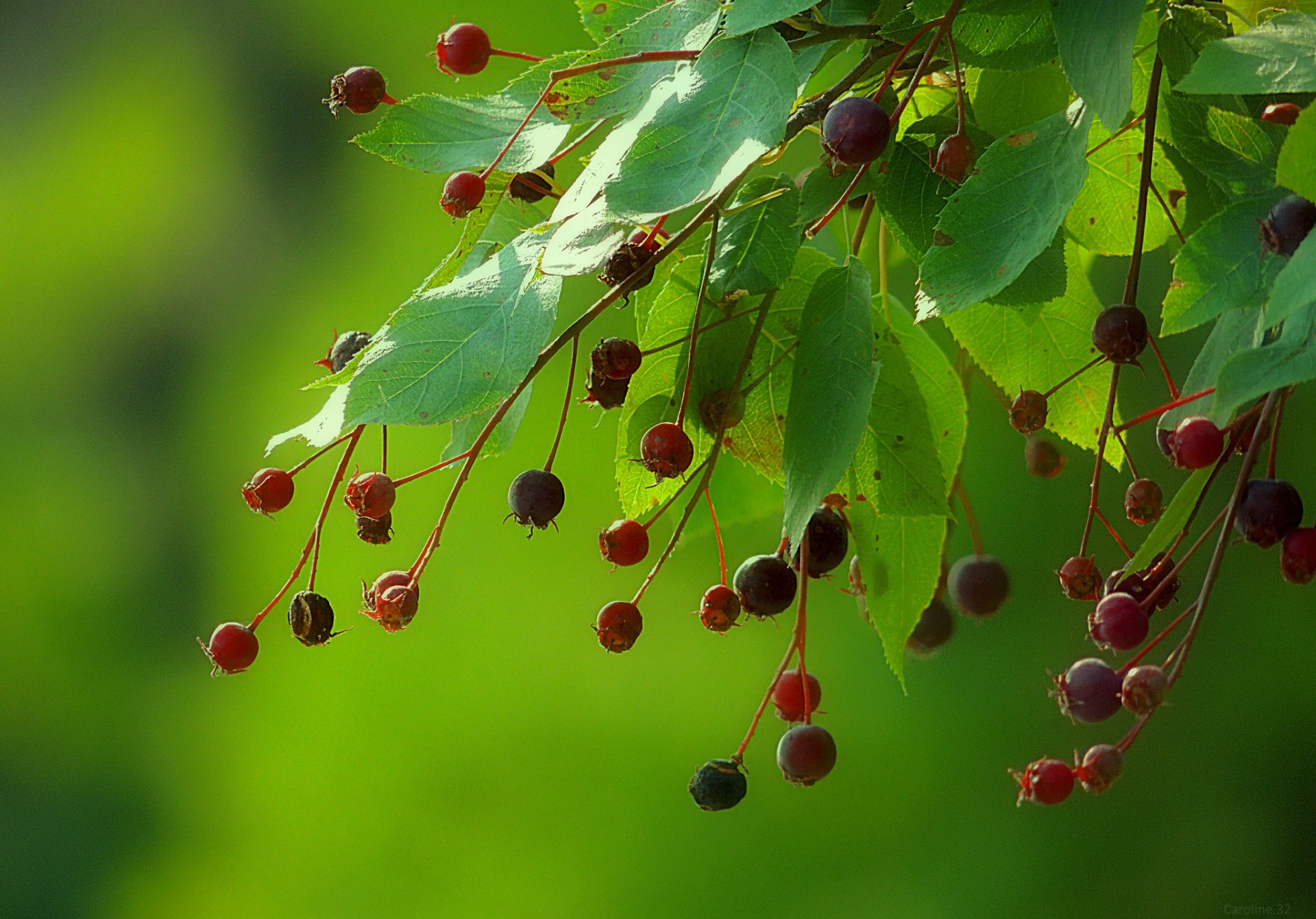 branch leaves fruit berries background