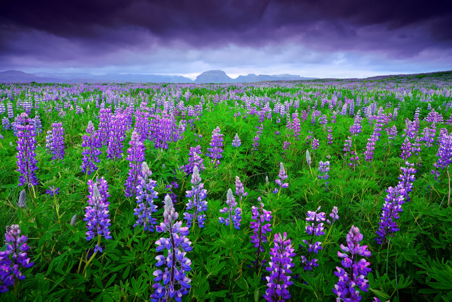 islandia campo lupinos montañas cielo nubes verano junio