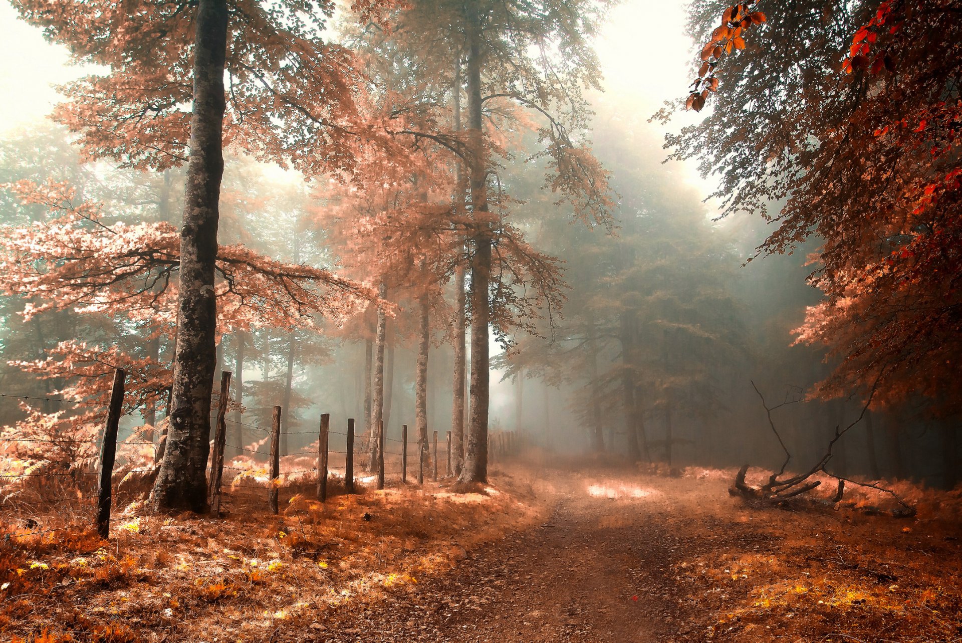 autunno foresta strada recinzione nebbia