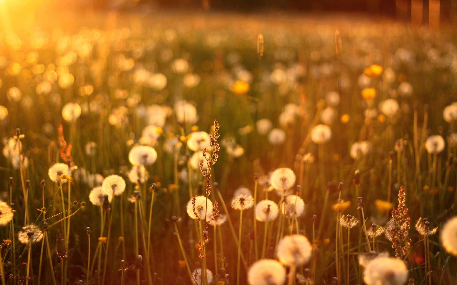 soleil coucher de soleil pissenlits herbe