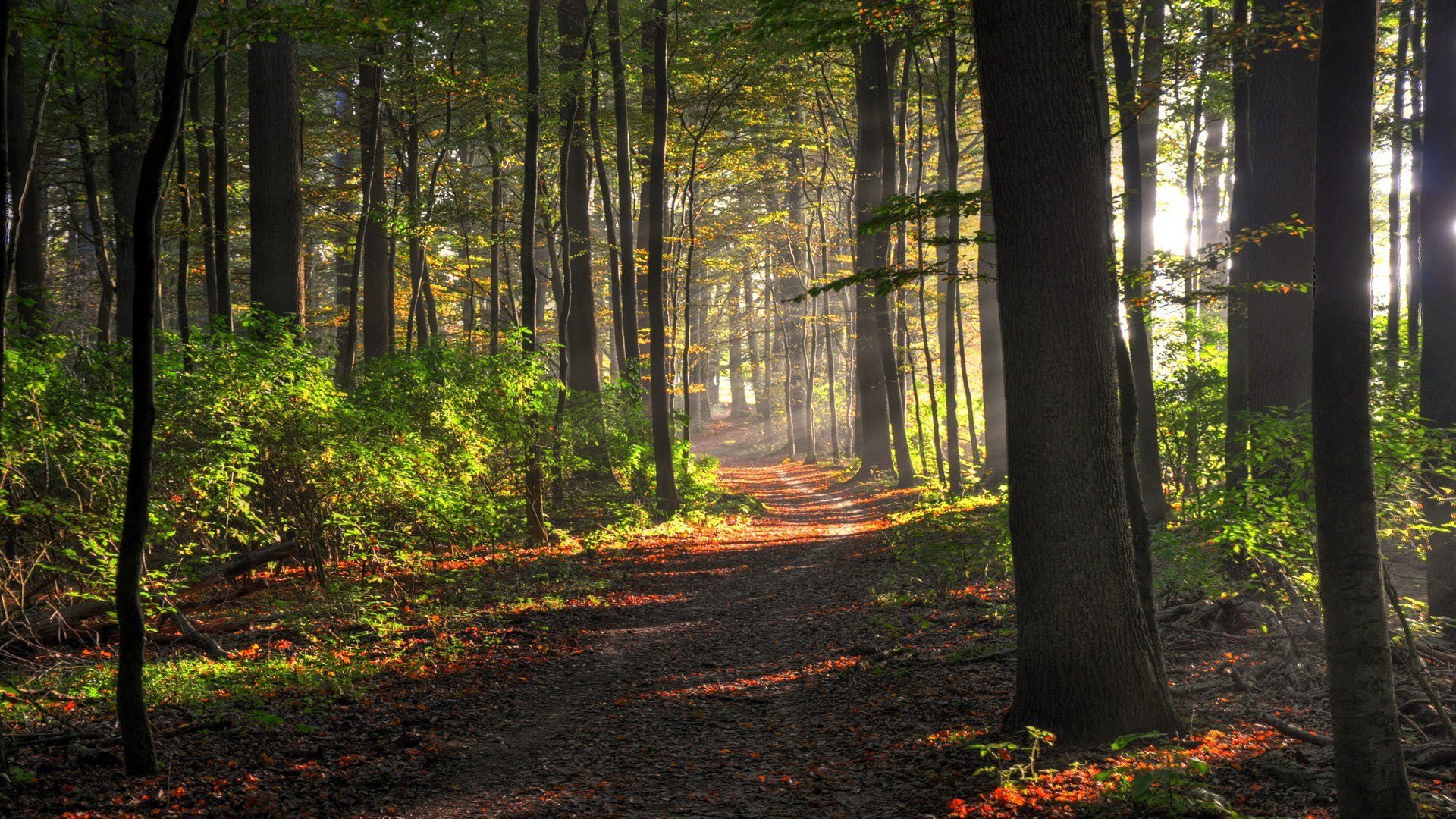 forêt arbres sentier buissons lumière du soleil