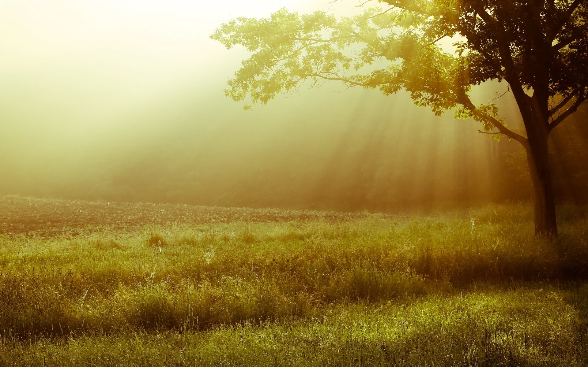 natura paesaggio albero alberi foglie volantini erba verde prato sole luce sfondo carta da parati widescreen schermo intero widescreen widescreen