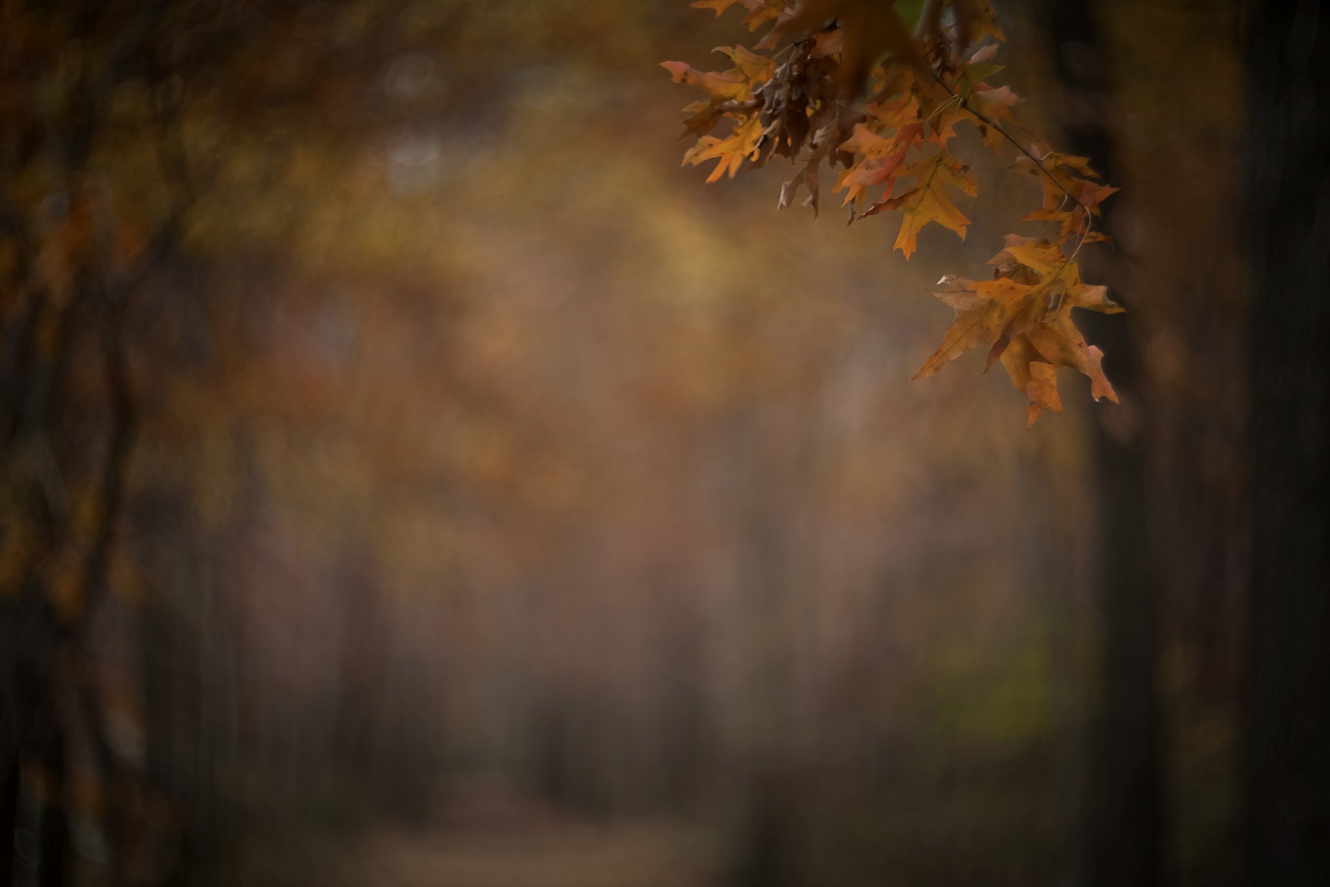 park alley branch leaves autumn blur