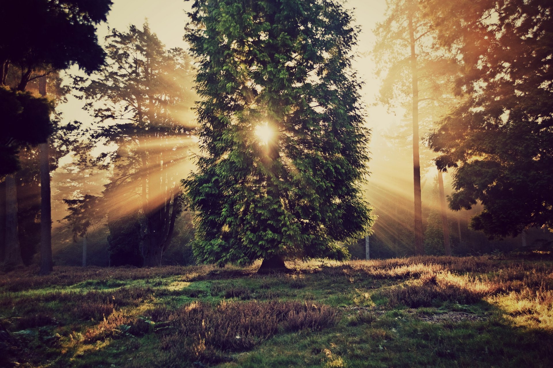 natura albero alberi foglie foglia fogliame verde erba vegetazione sole raggi sfondo carta da parati widescreen schermo intero widescreen widescreen