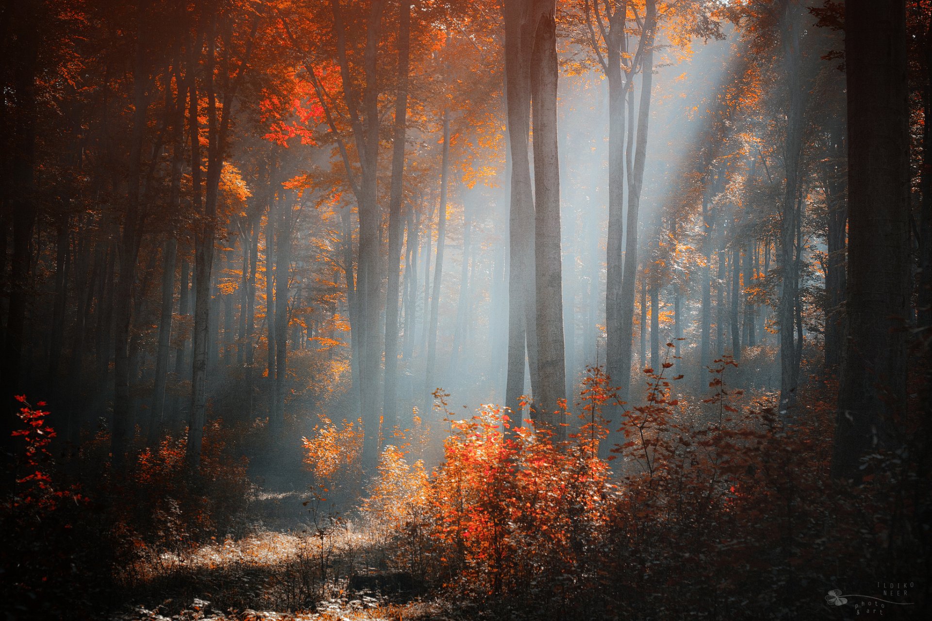 ildiko nier otoño bosque árboles arbustos luz soleado