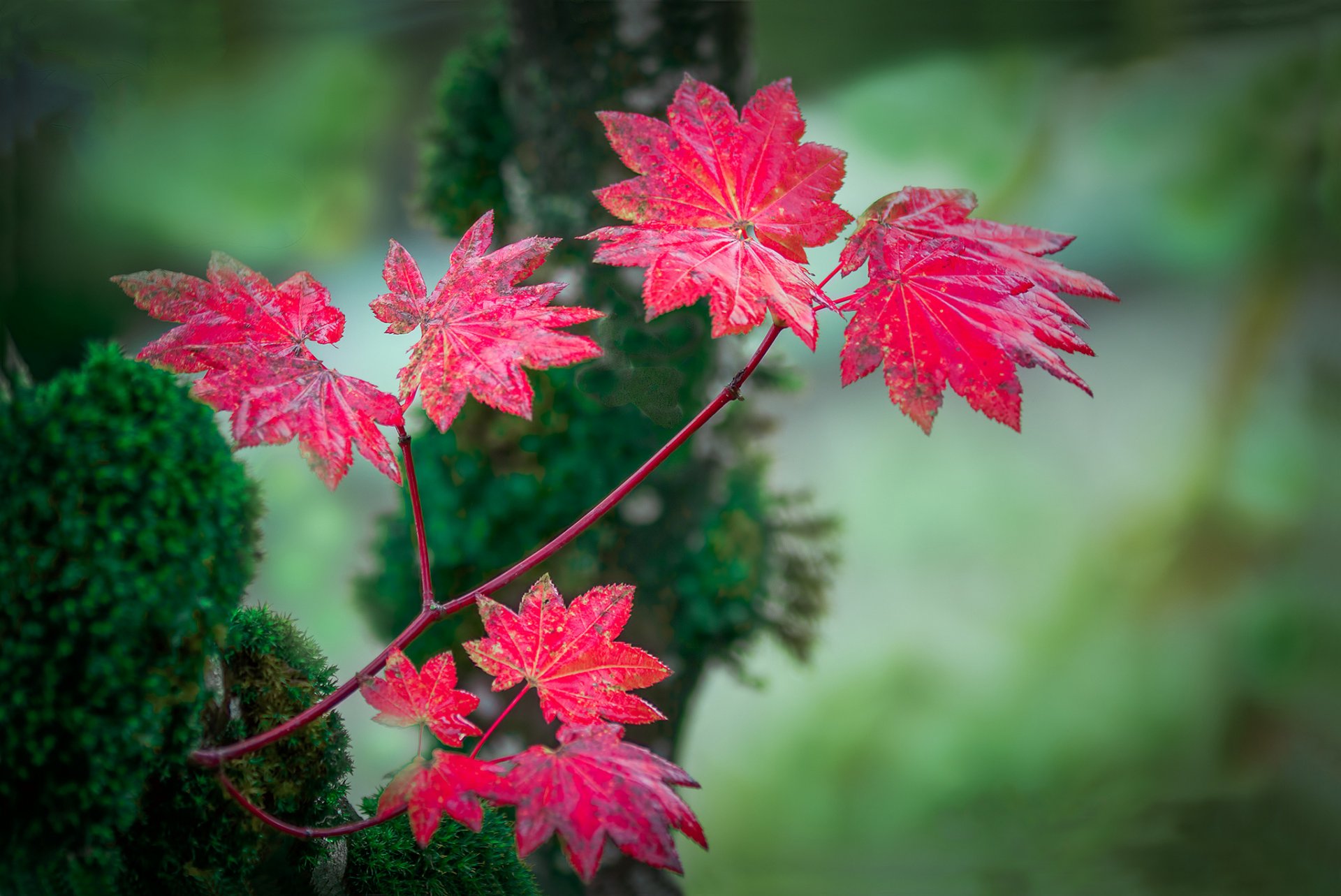 красивые картинки осенние листья и цветы