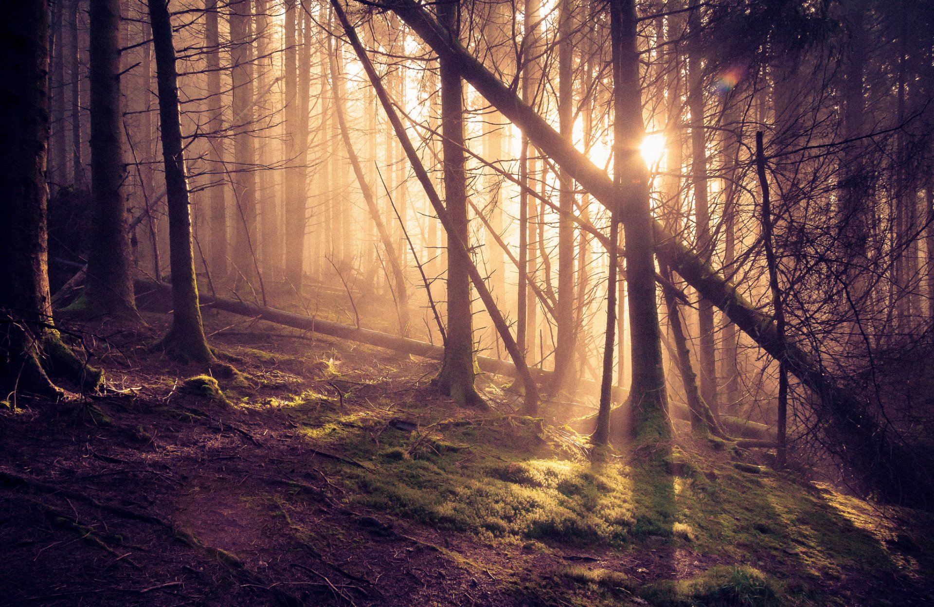 forêt pins soleil rayons