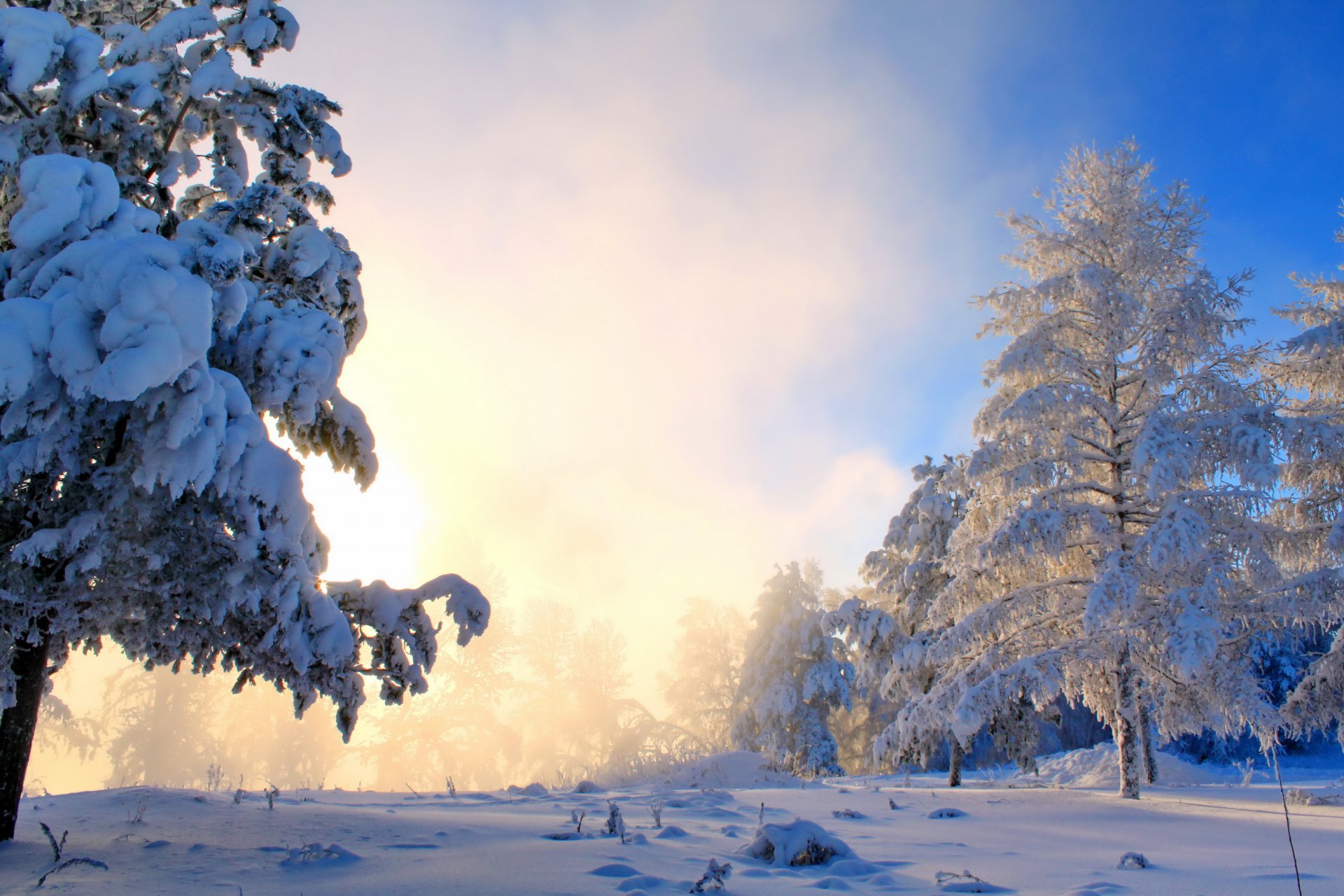 hiver neige arbres buissons brouillard soleil nature photo