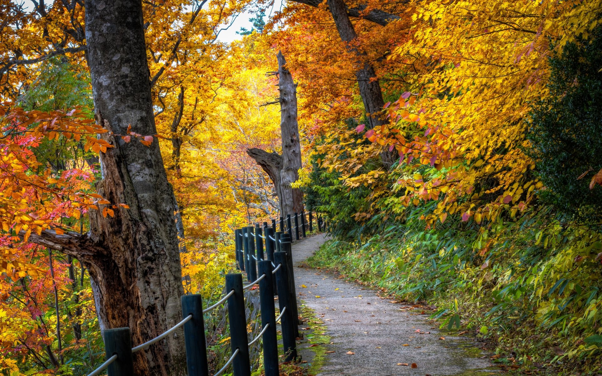 natura paesaggio autunno foglie albero alberi foresta strada