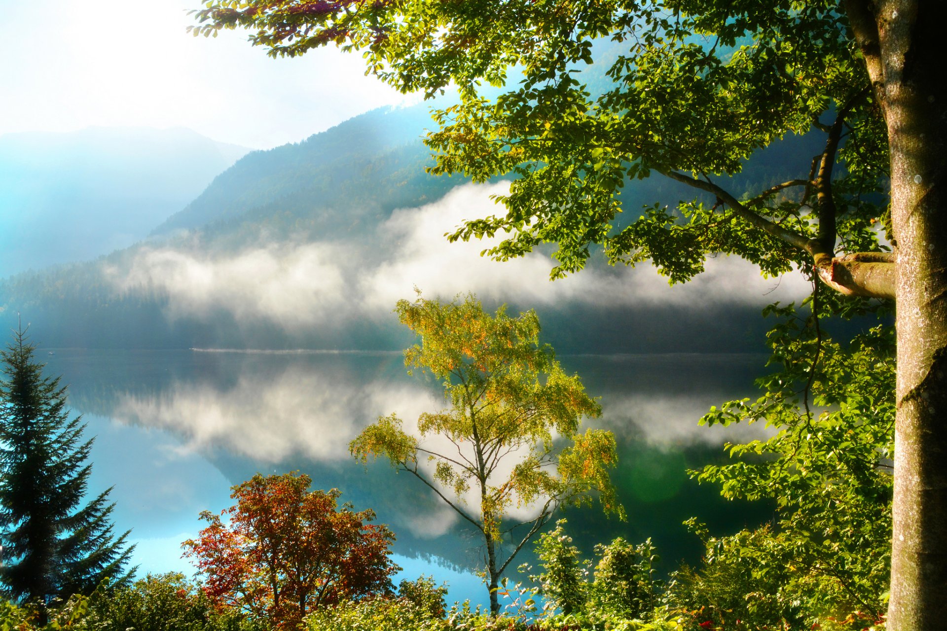 montagnes forêt arbres lac brouillard matin réflexion