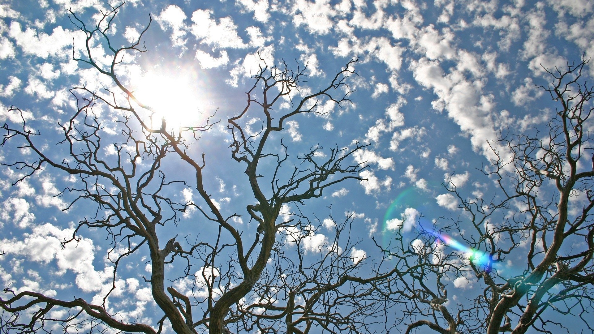 natura cielo nuvole alberi sole