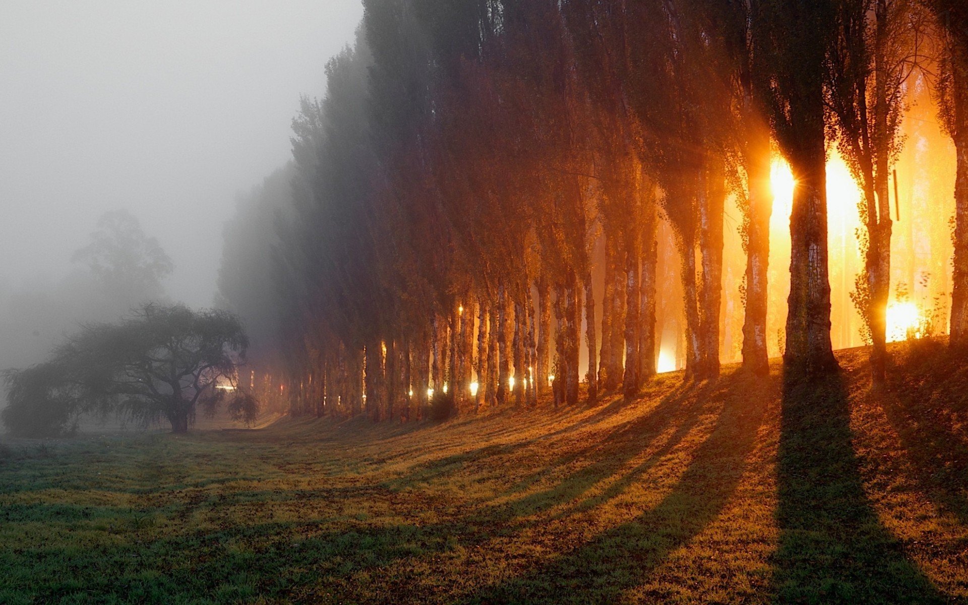 foresta autunno mattina nebbia raggi di luce natura foto