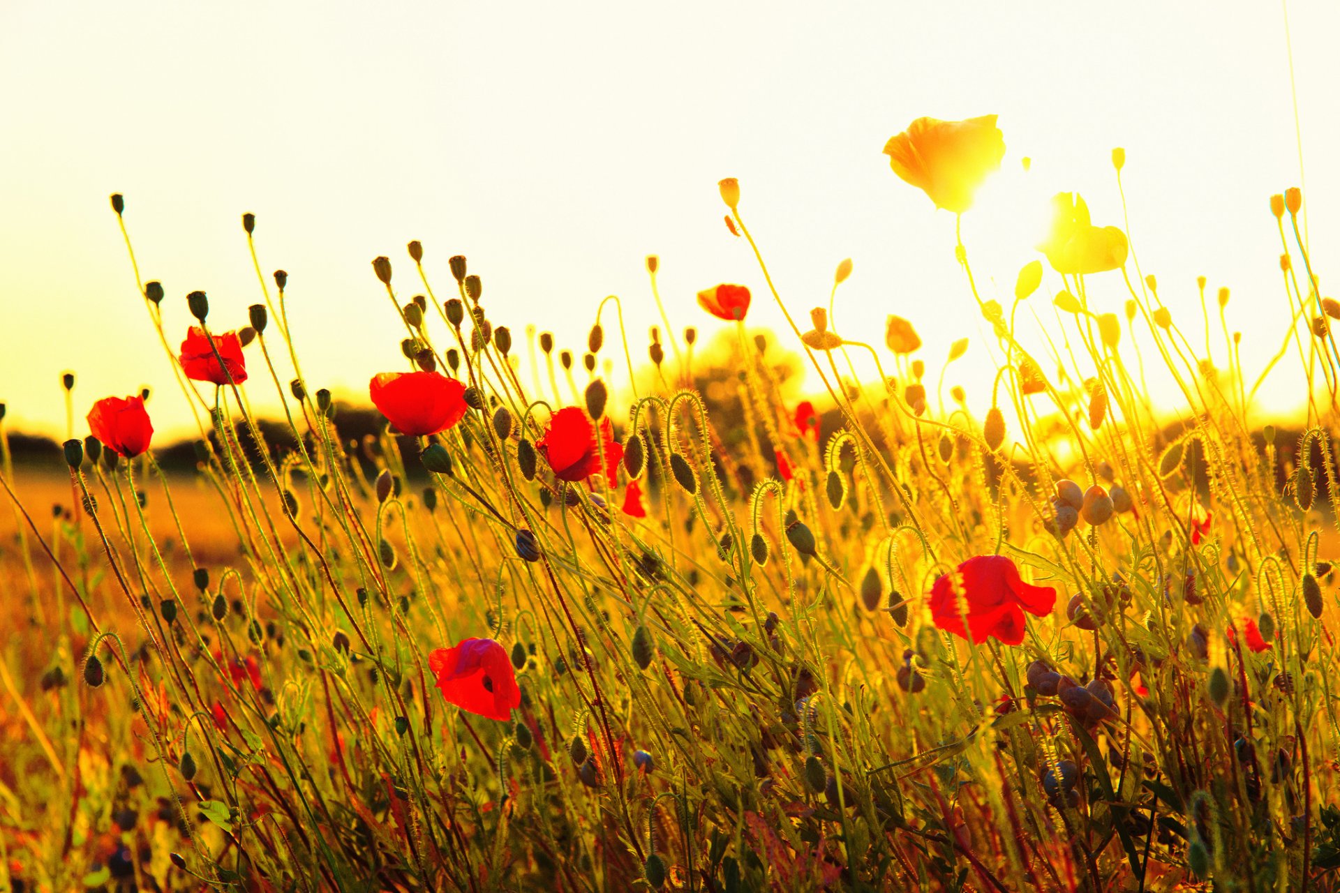 papaveri fiori rosso campo erba sole tramonto natura