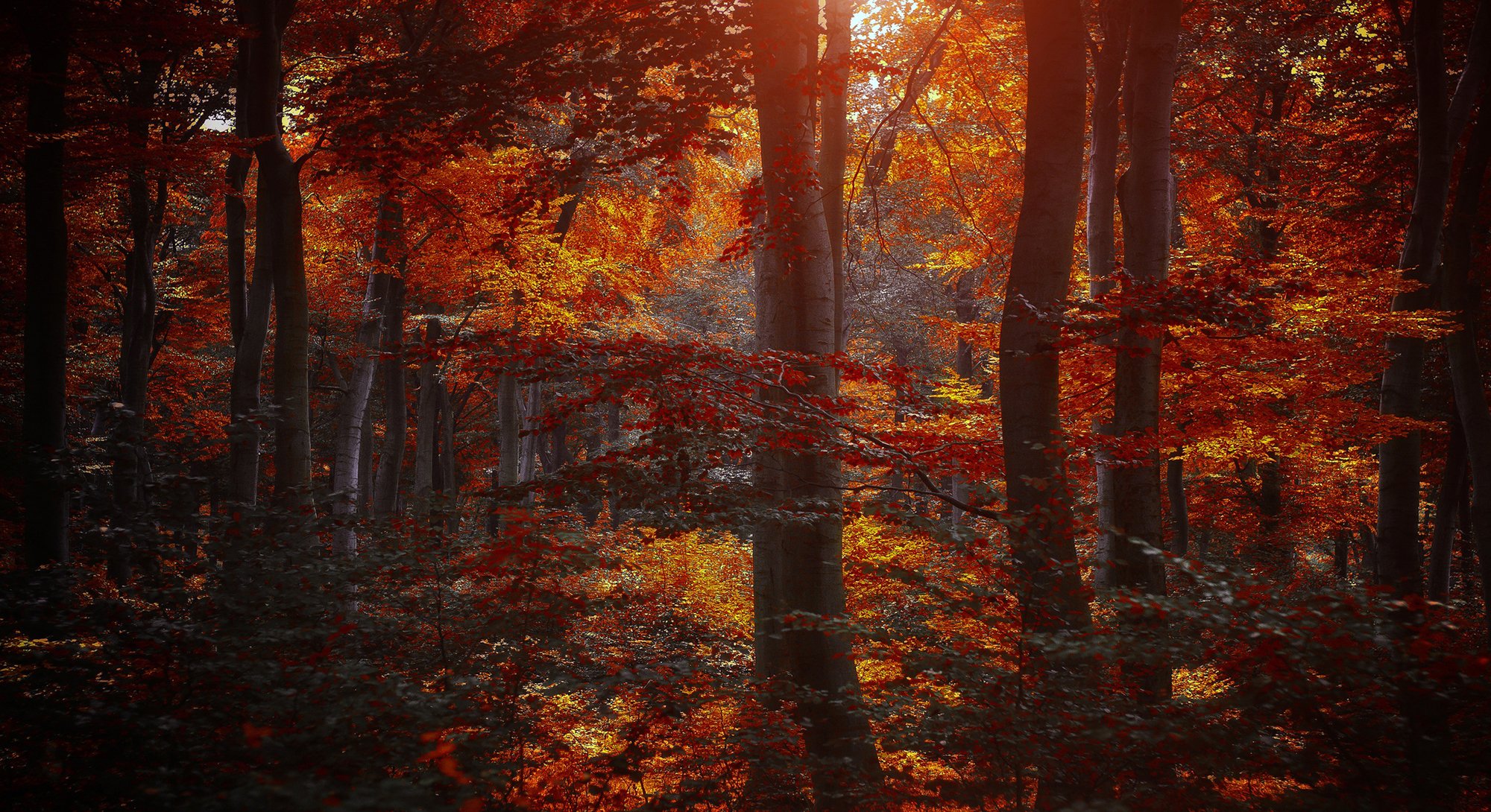 autumn forest tree leaves purple maroon yellow nature