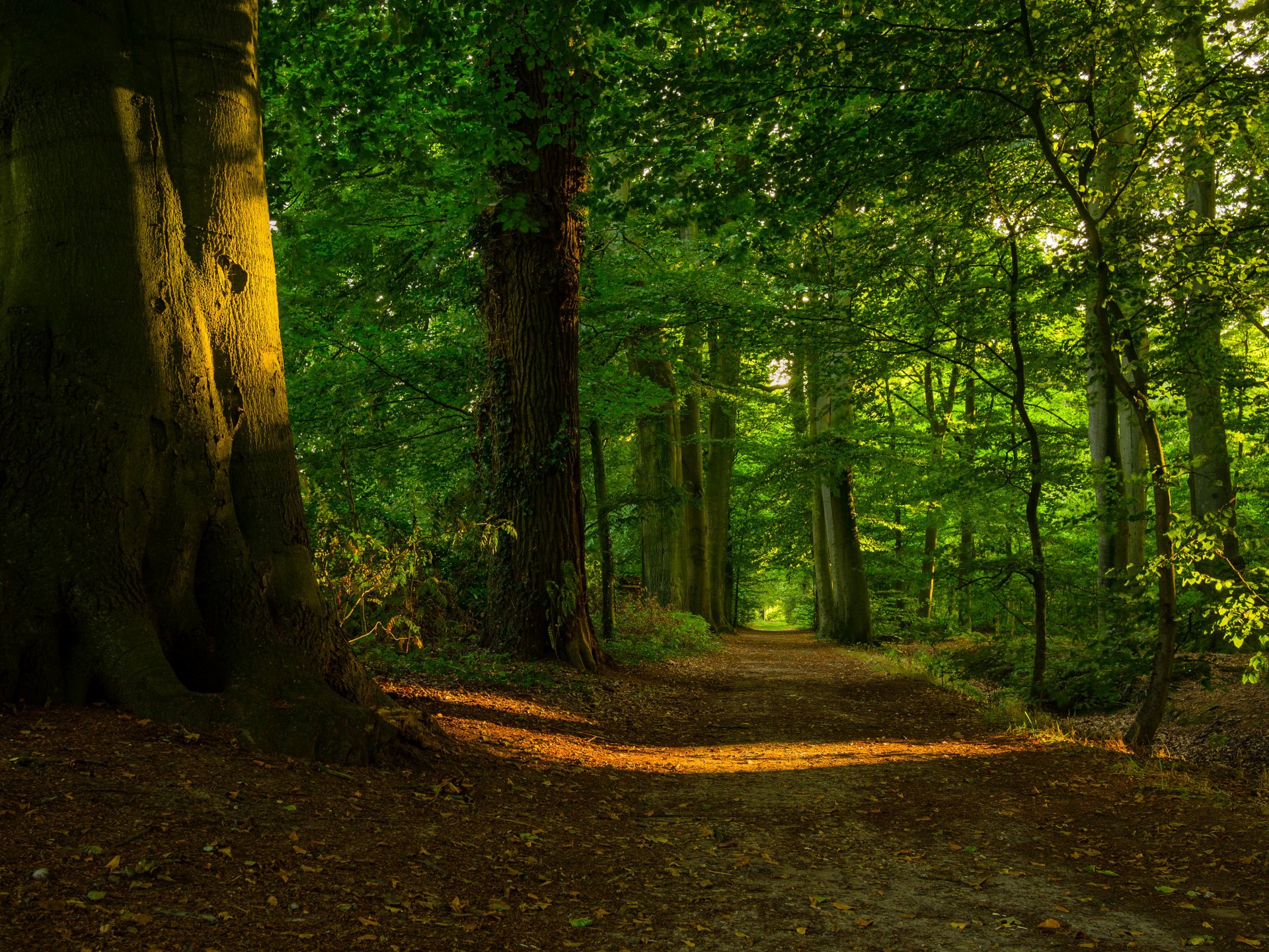 bosque árboles follaje camino luz sol