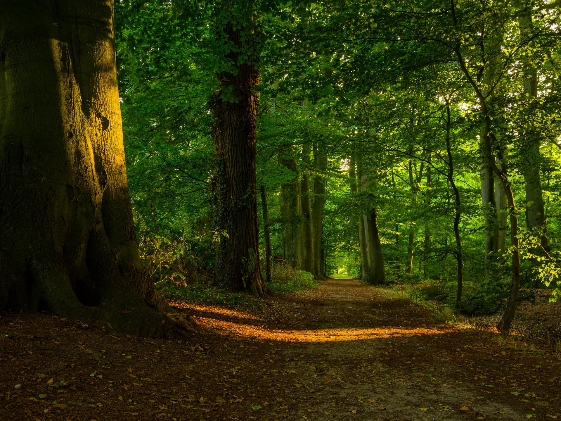 forêt arbres feuillage sentier lumière soleil
