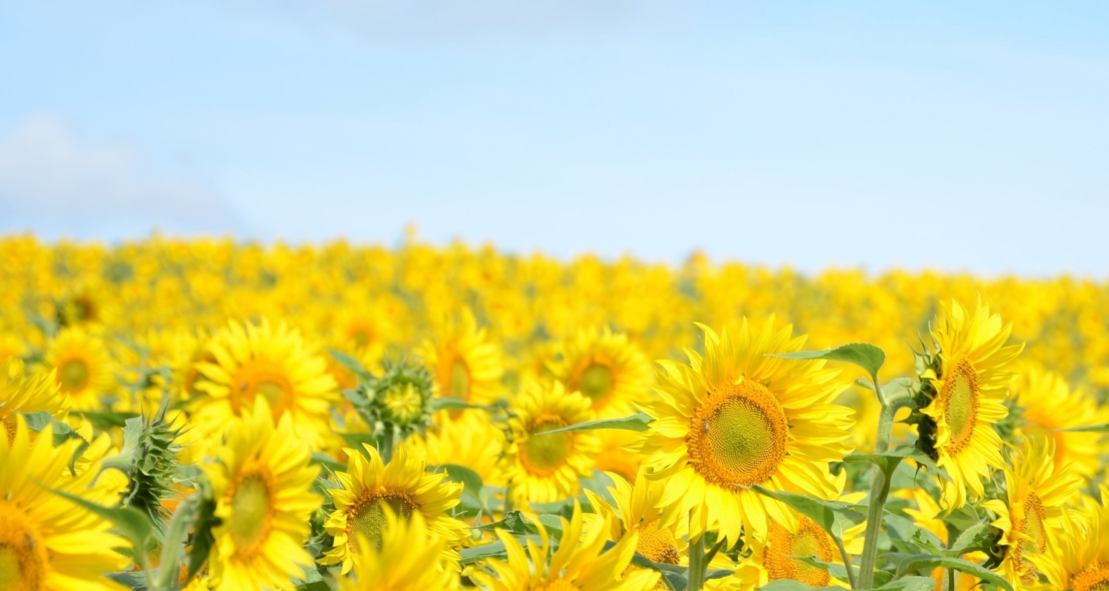 naturaleza paisaje planta flores flores girasol girasoles amarillo cielo azul fondo papel pintado pantalla ancha pantalla completa pantalla ancha flor girasol girasol azul pantalla ancha