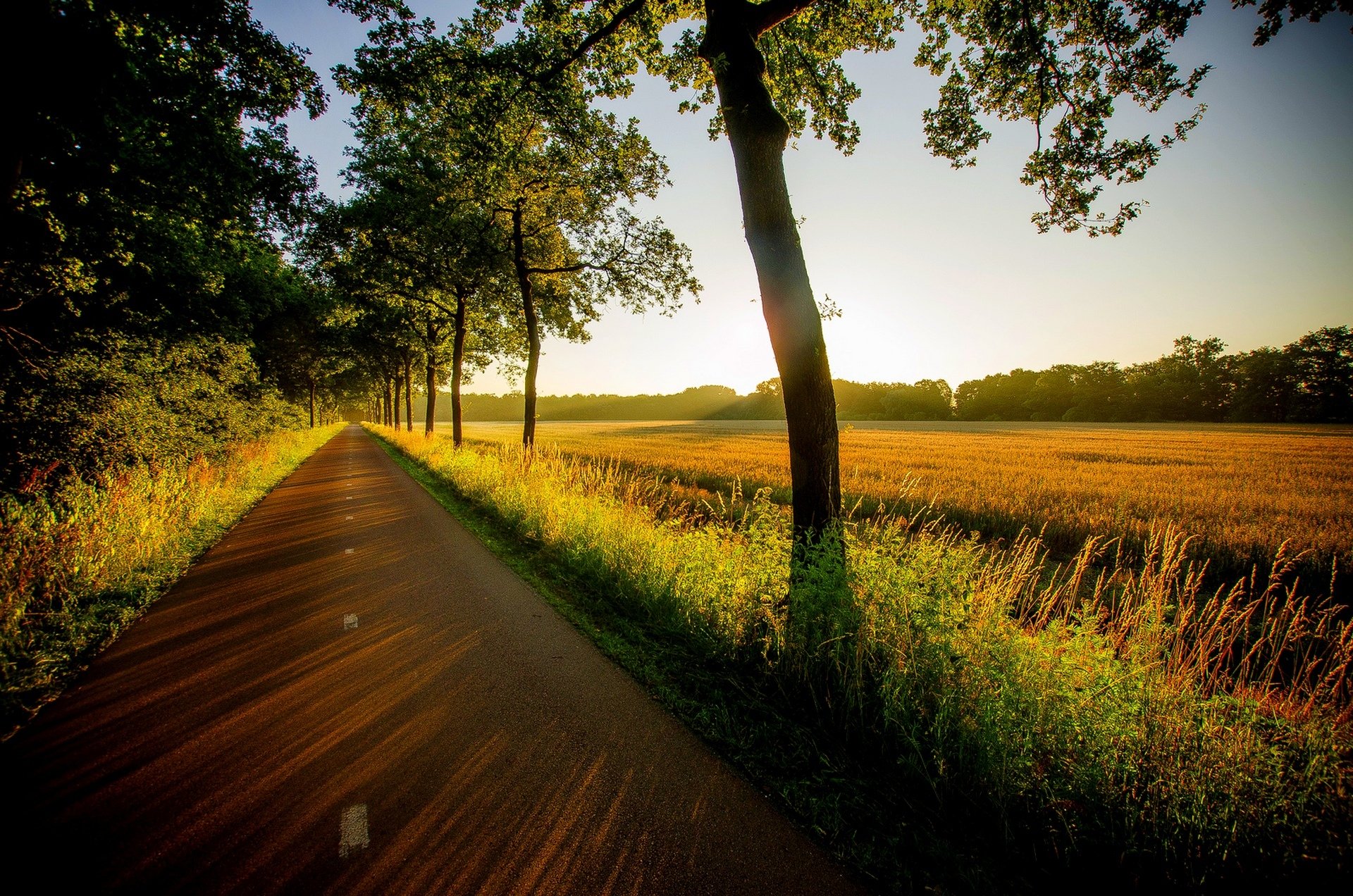 nature vue marche herbe arbres route coucher de soleil forêt champ vue