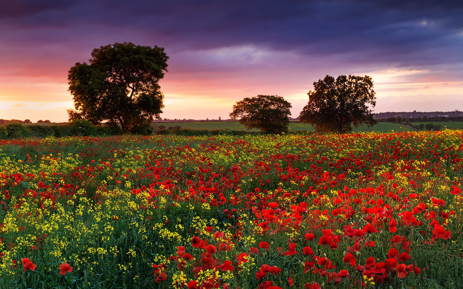 nature england summer night the field flower poppies rapeseed tree